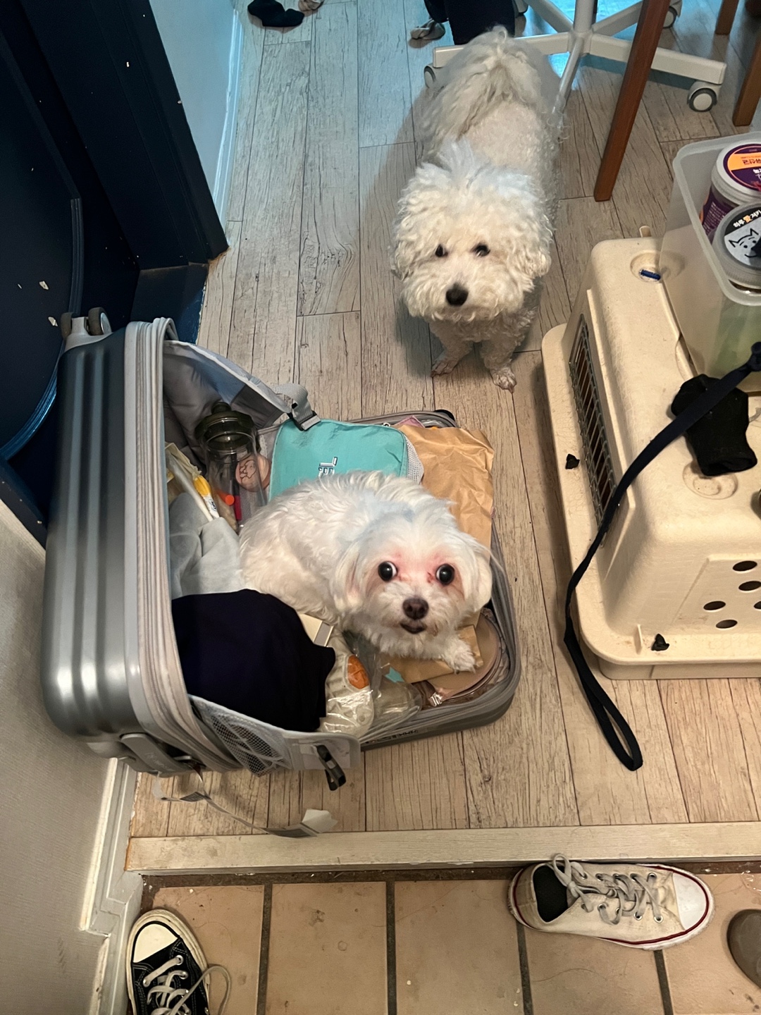 봄이 잘지내고 있습니다