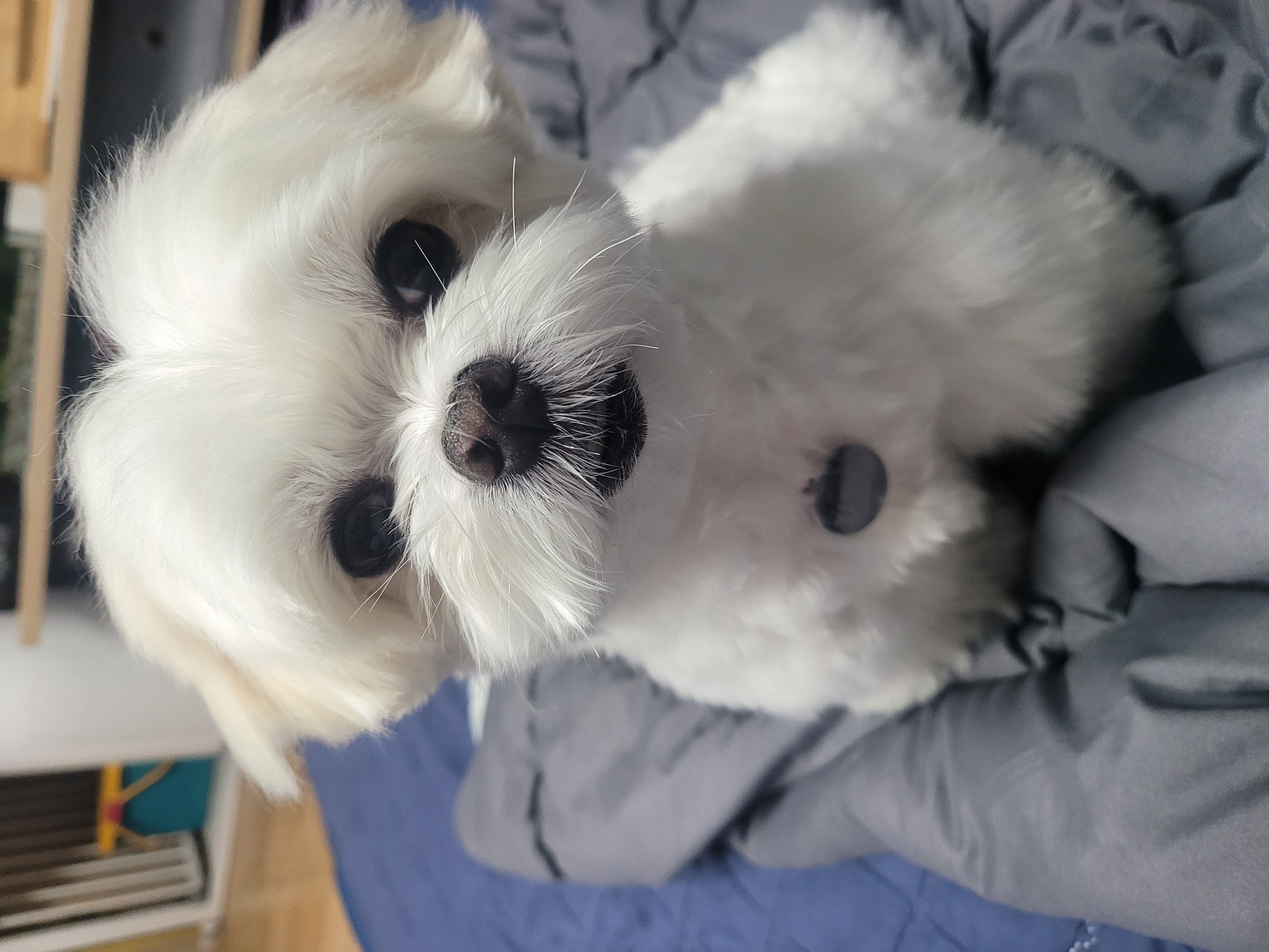 길동이 입양 2년(곤지암)