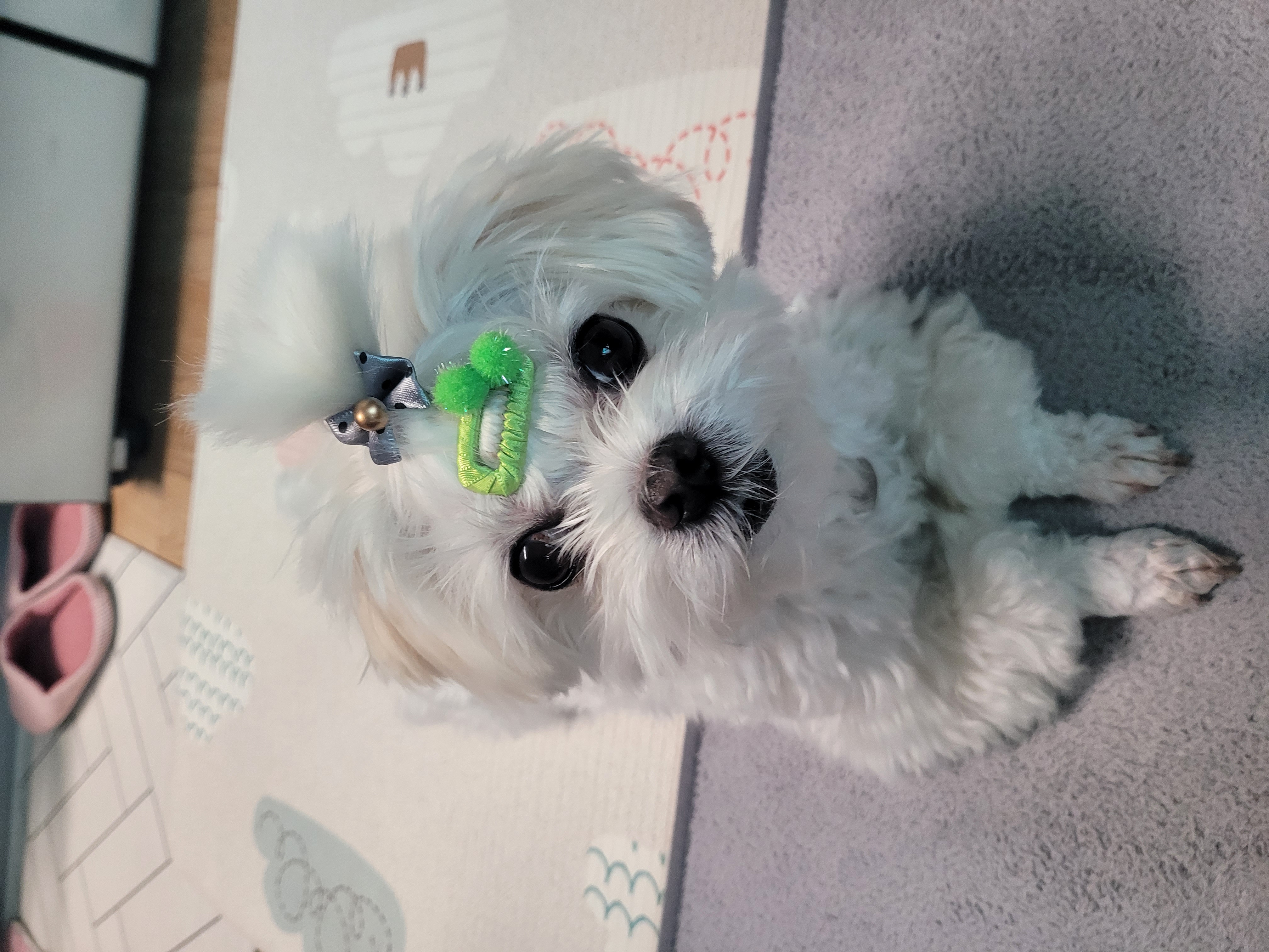 길동이 입양 2년(곤지암)