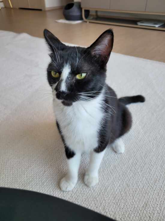 까미 잘지내고 있습니다