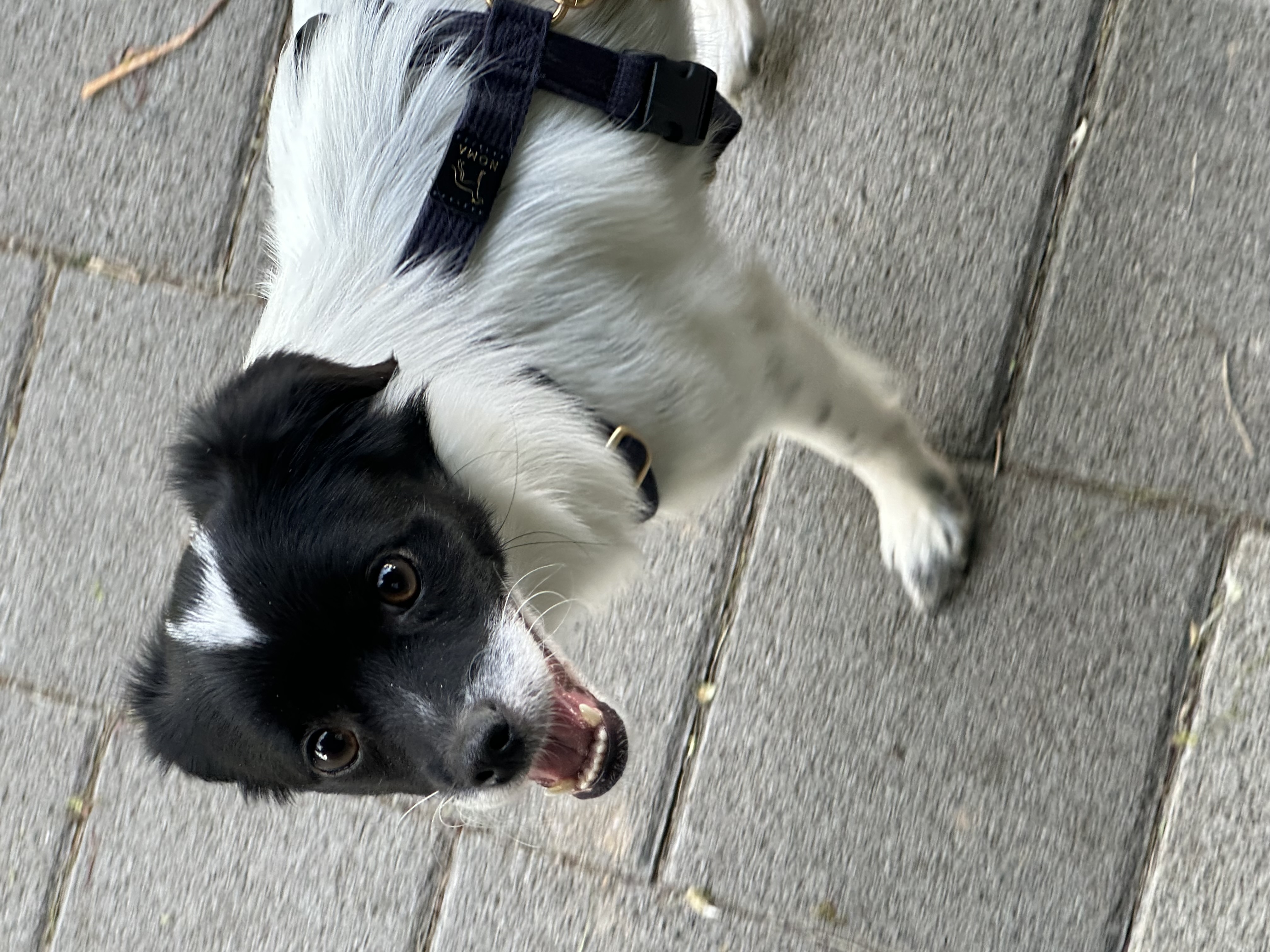 다온이(루루) 3개월 차