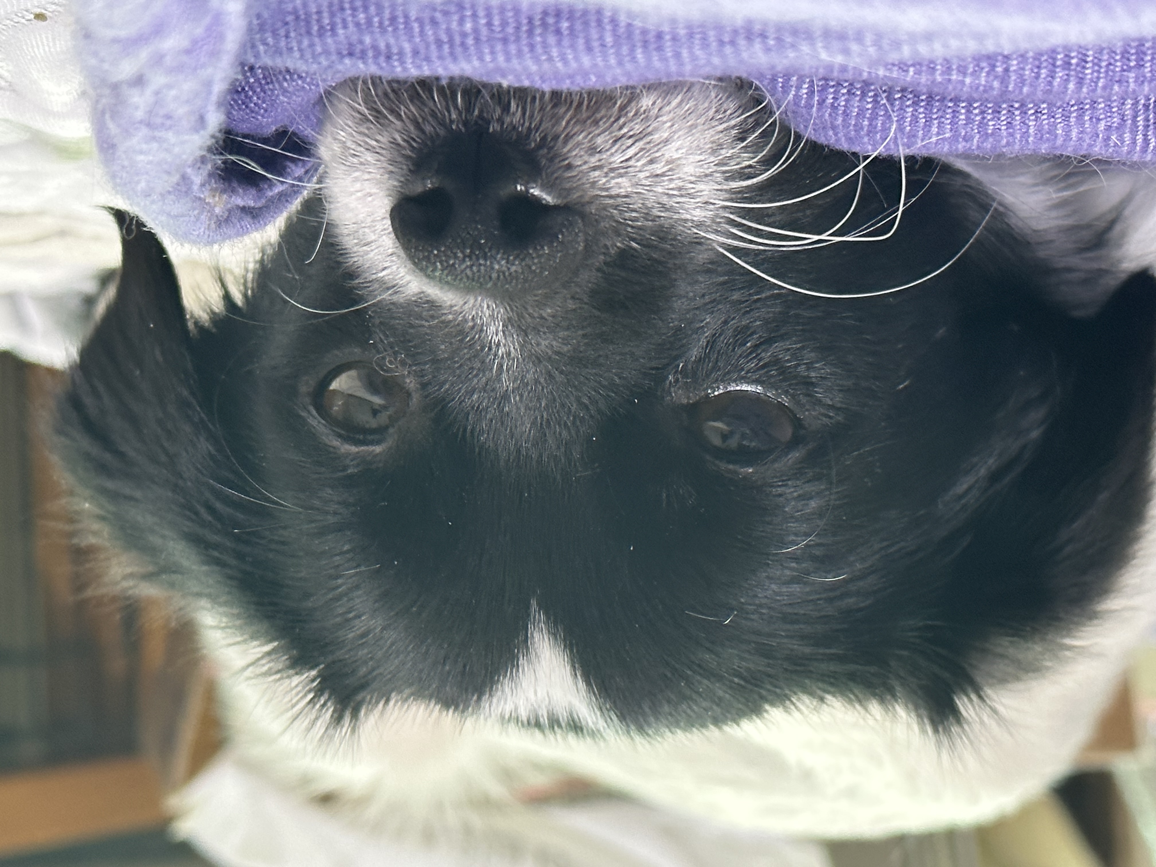 다온이(루루) 3개월 차