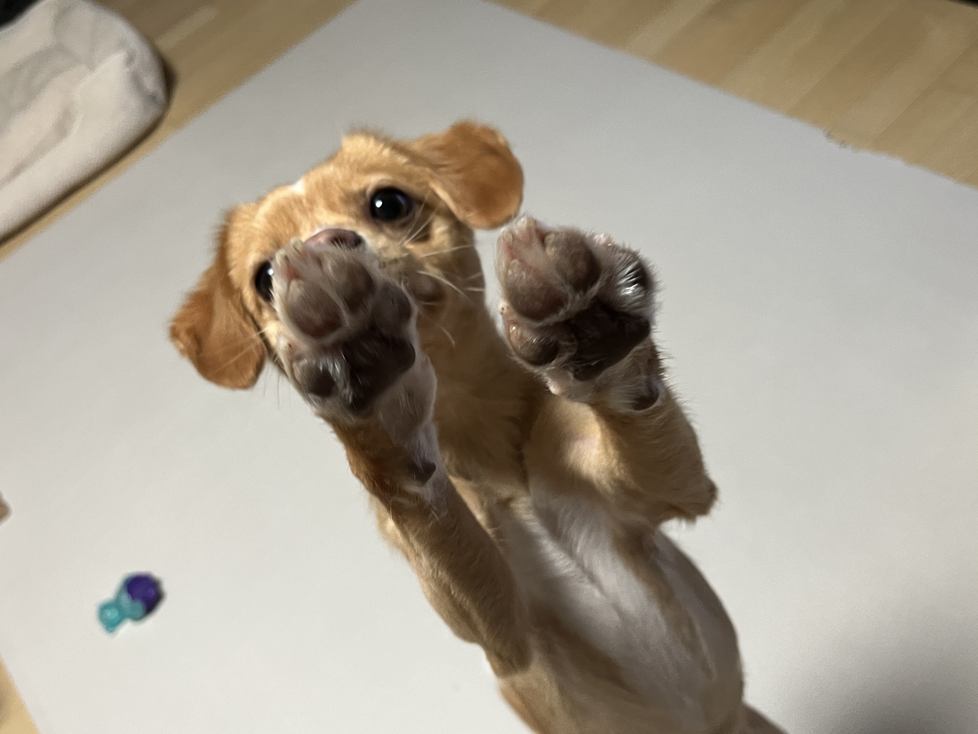 뽀또(이포)의 행복한 막내일기 <3>