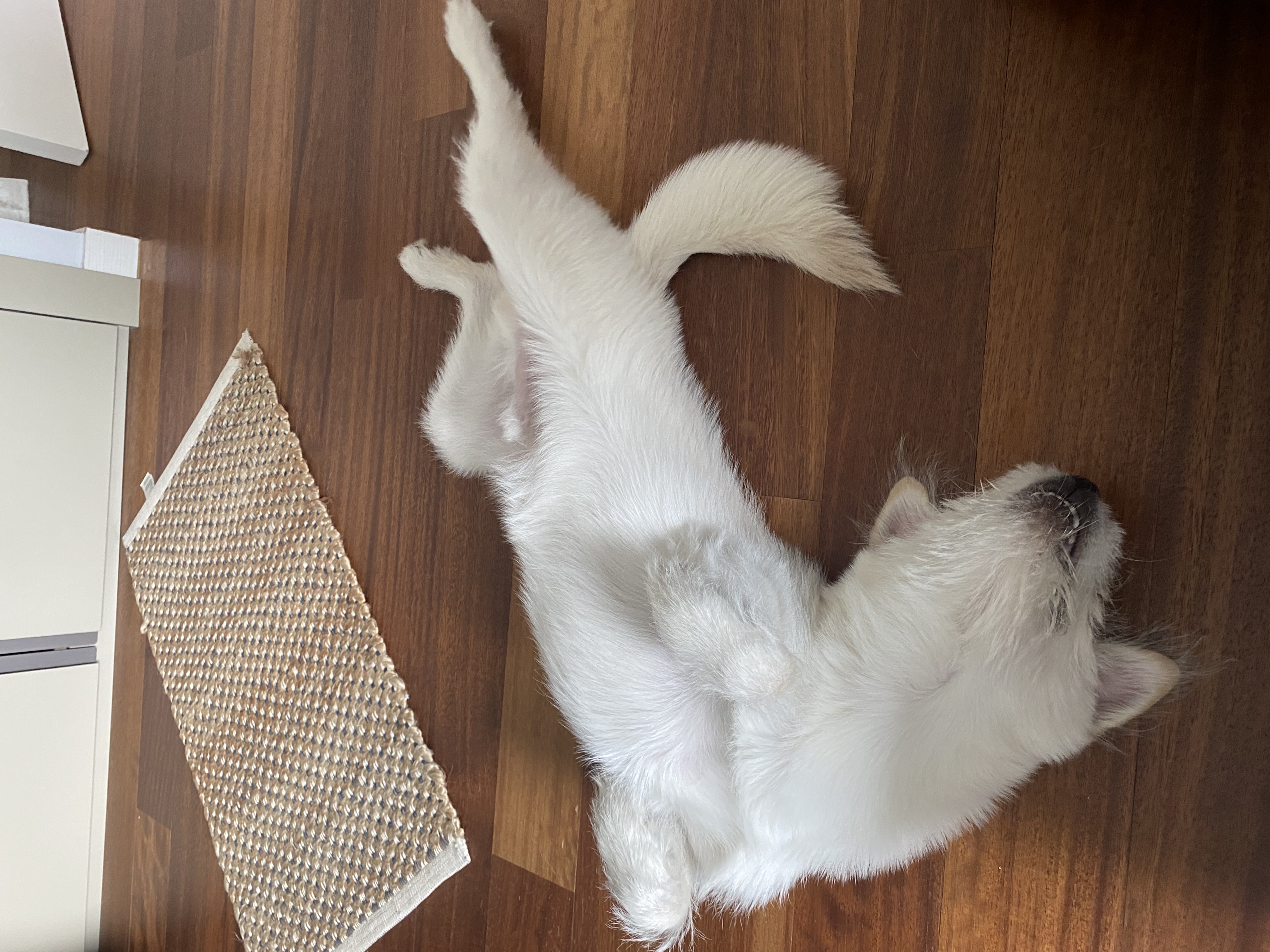 무쵸한테 무쵸버린지 세달째