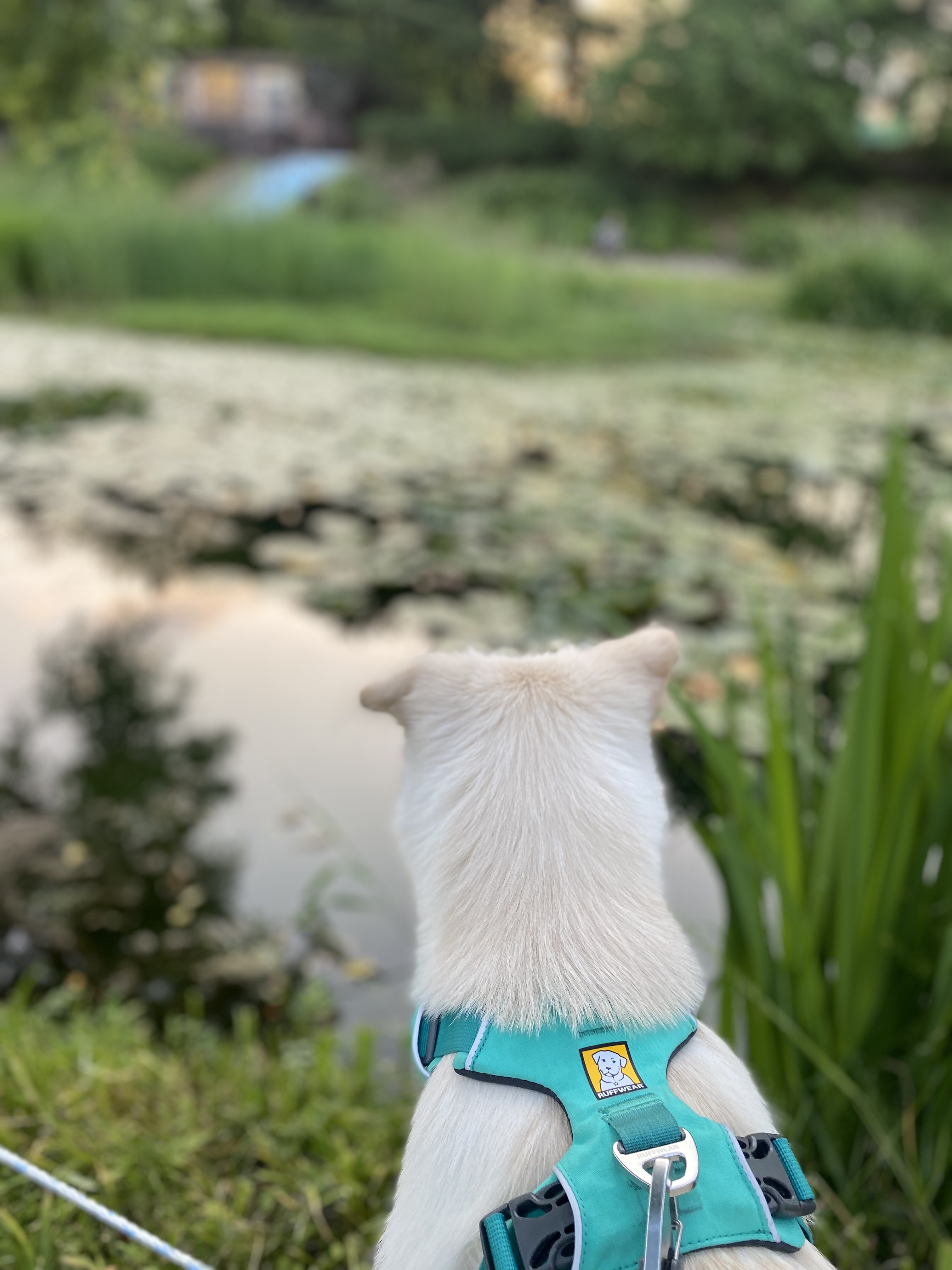 무쵸한테 무쵸버린지 세달째