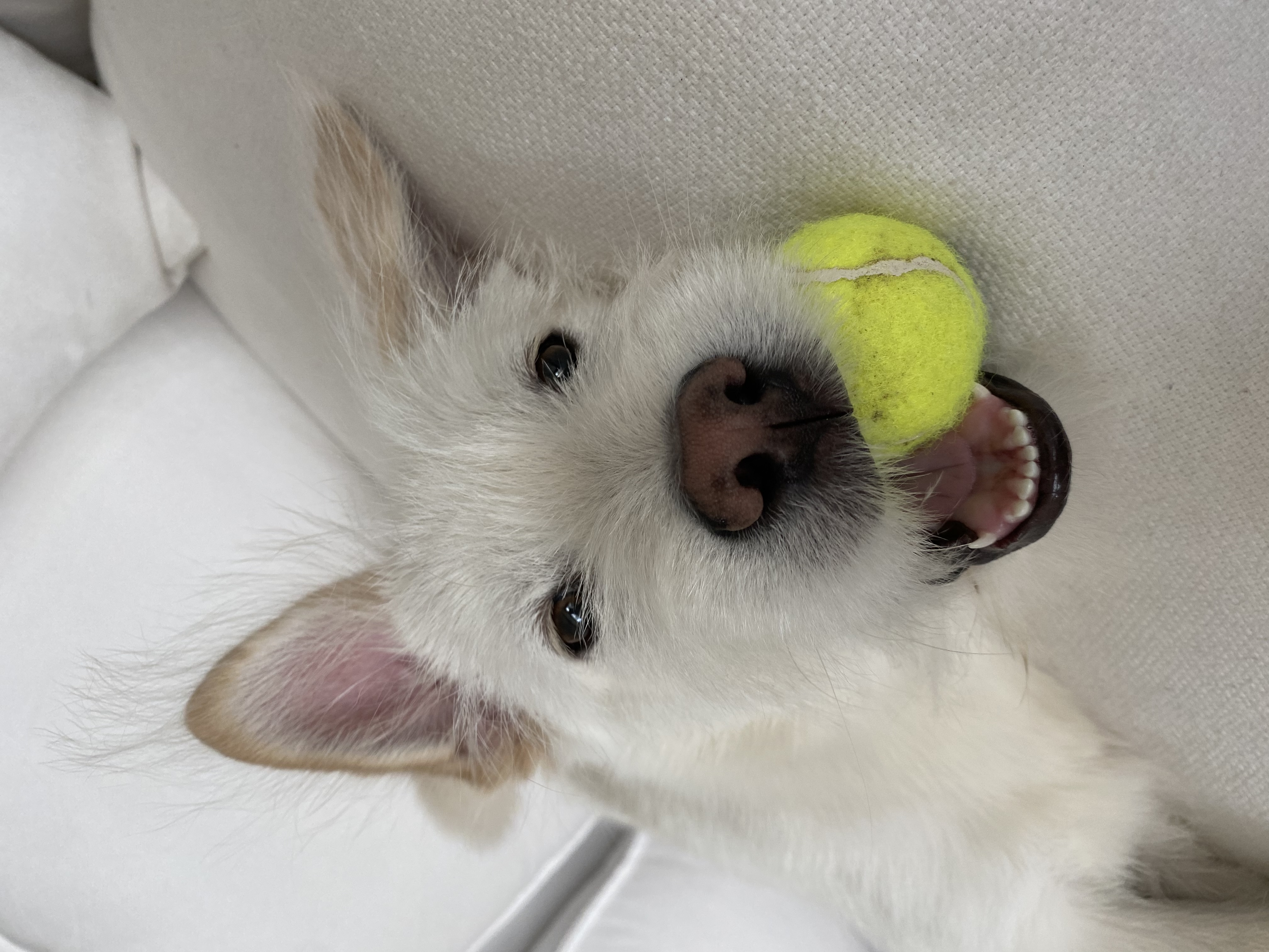 무쵸한테 무쵸버린지 세달째