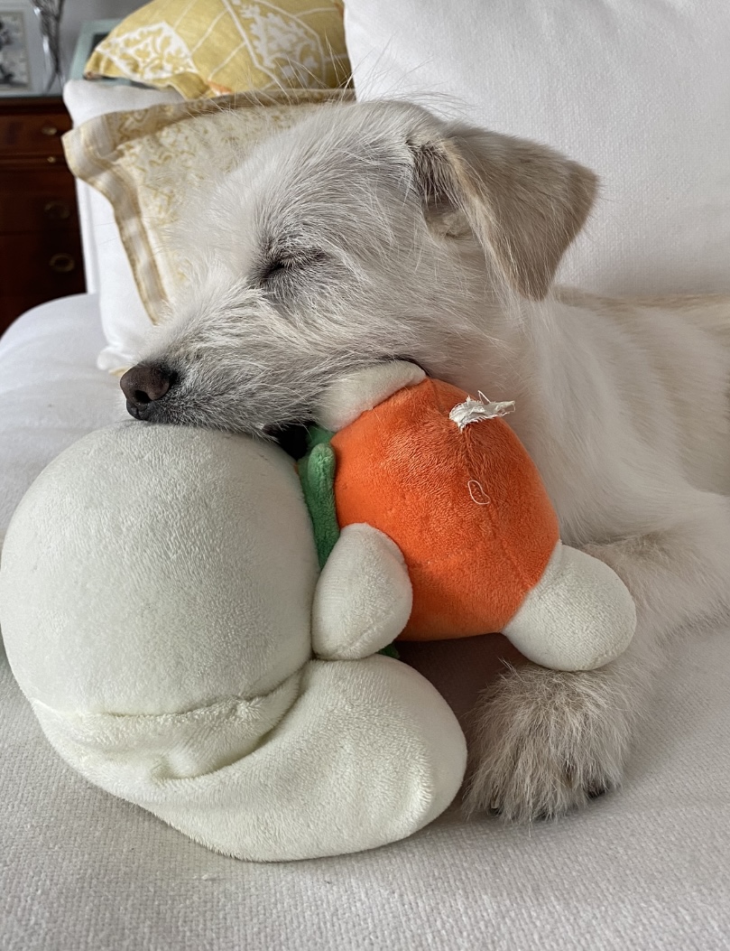 무쵸한테 무쵸버린지 세달째