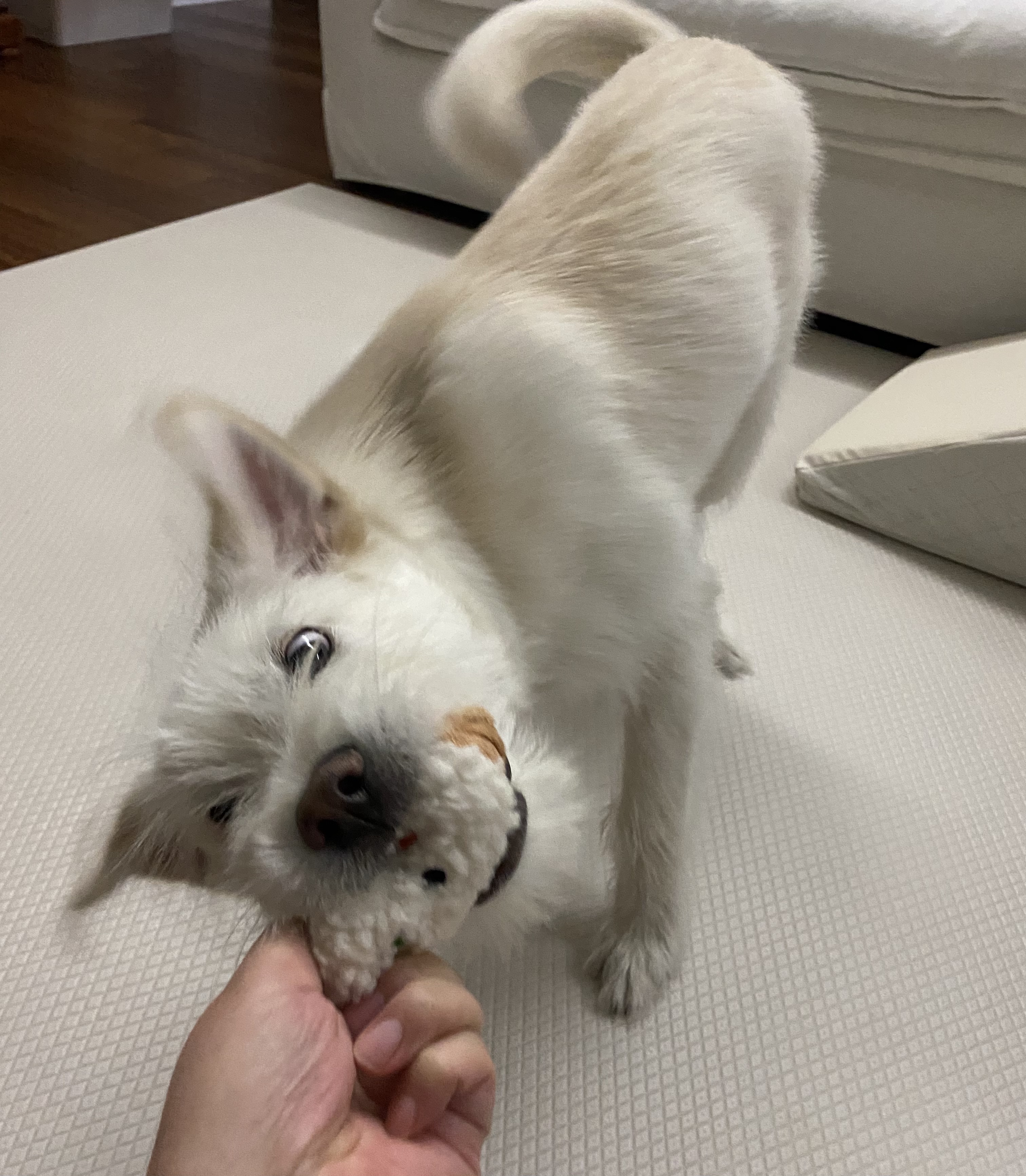 무쵸한테 무쵸버린지 세달째