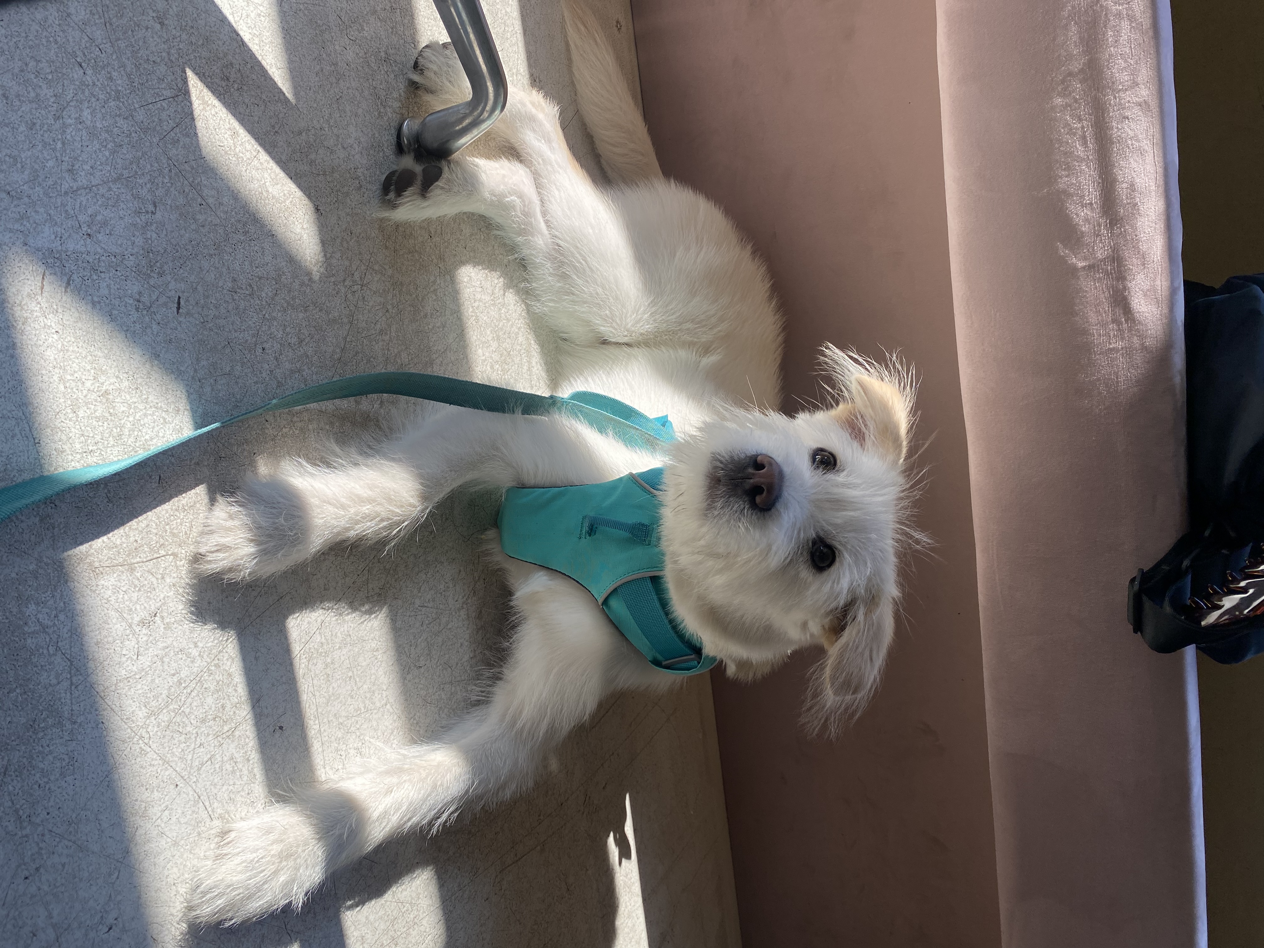 무쵸한테 무쵸버린지 세달째