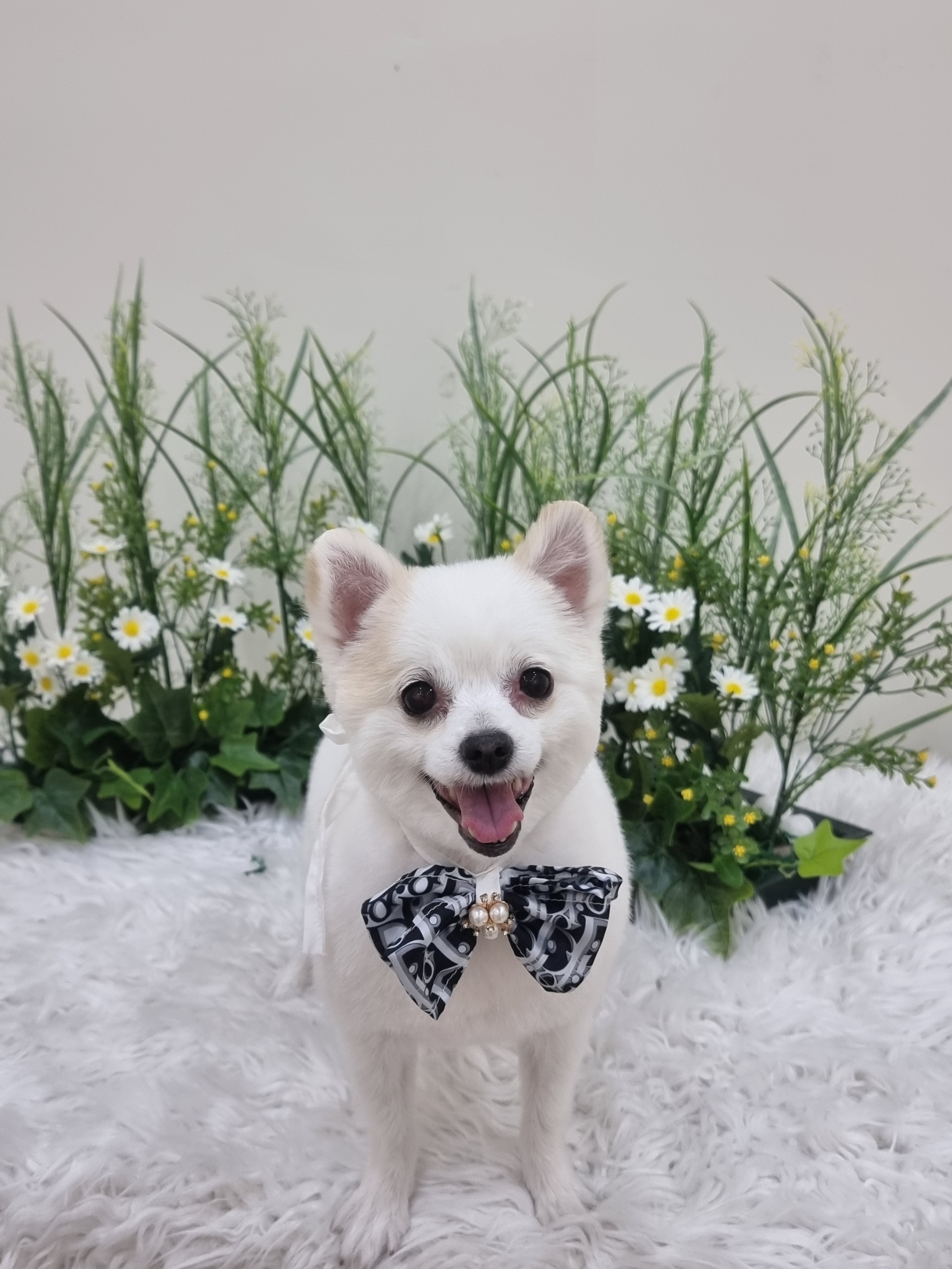 (올리) 저희 집에 온 지 9개월 됐네요.