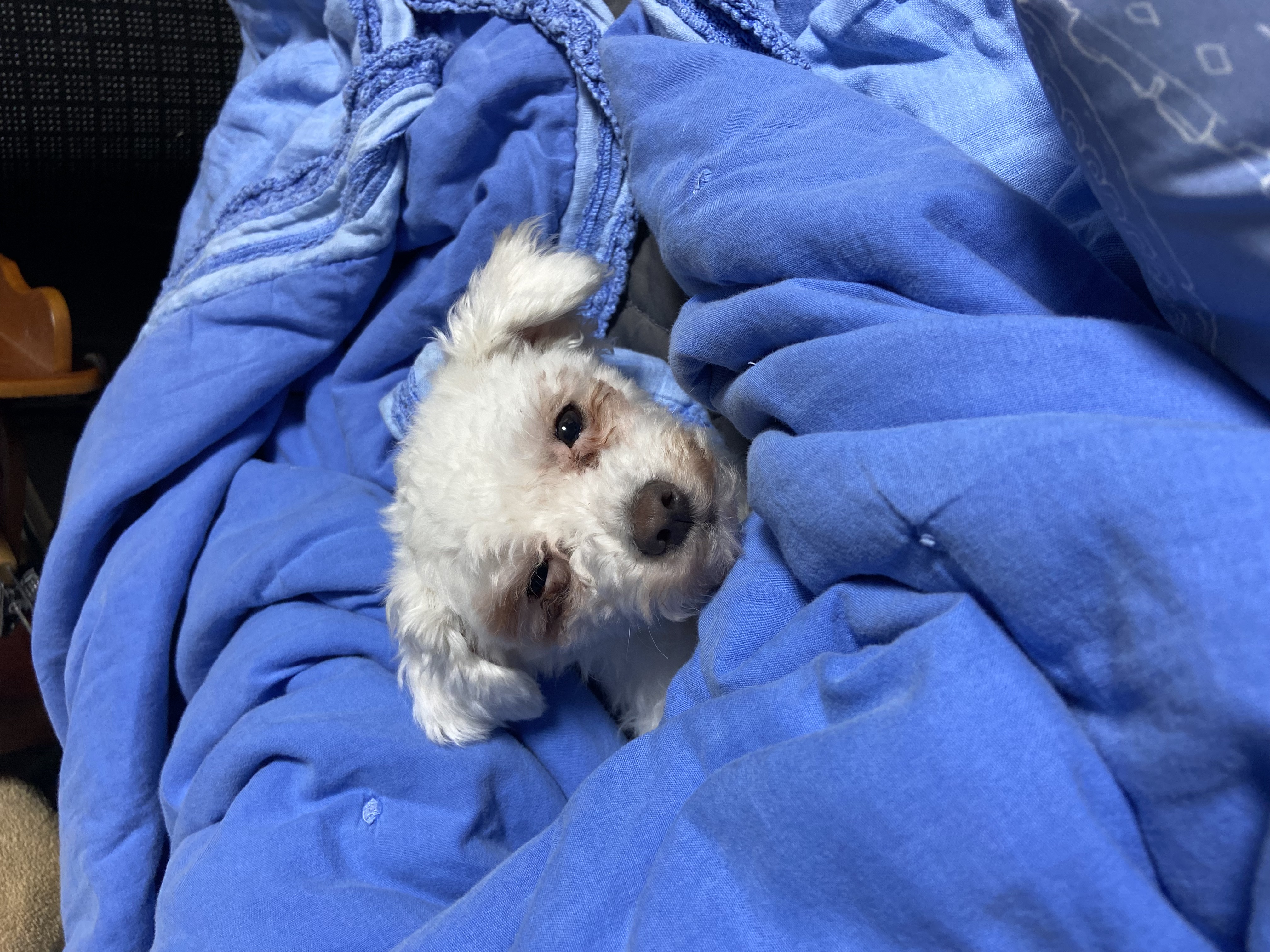 캔디(마요)와 함께한지 한달