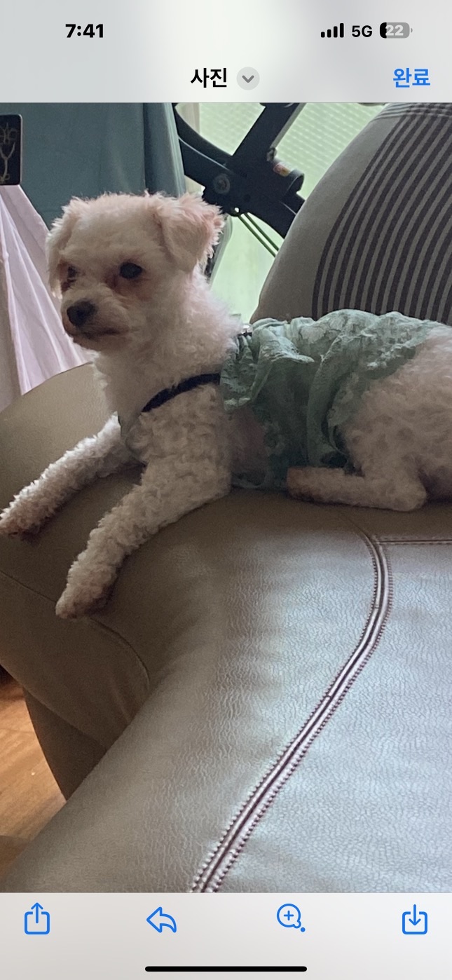 캔디(마요)와 함께한지 한달