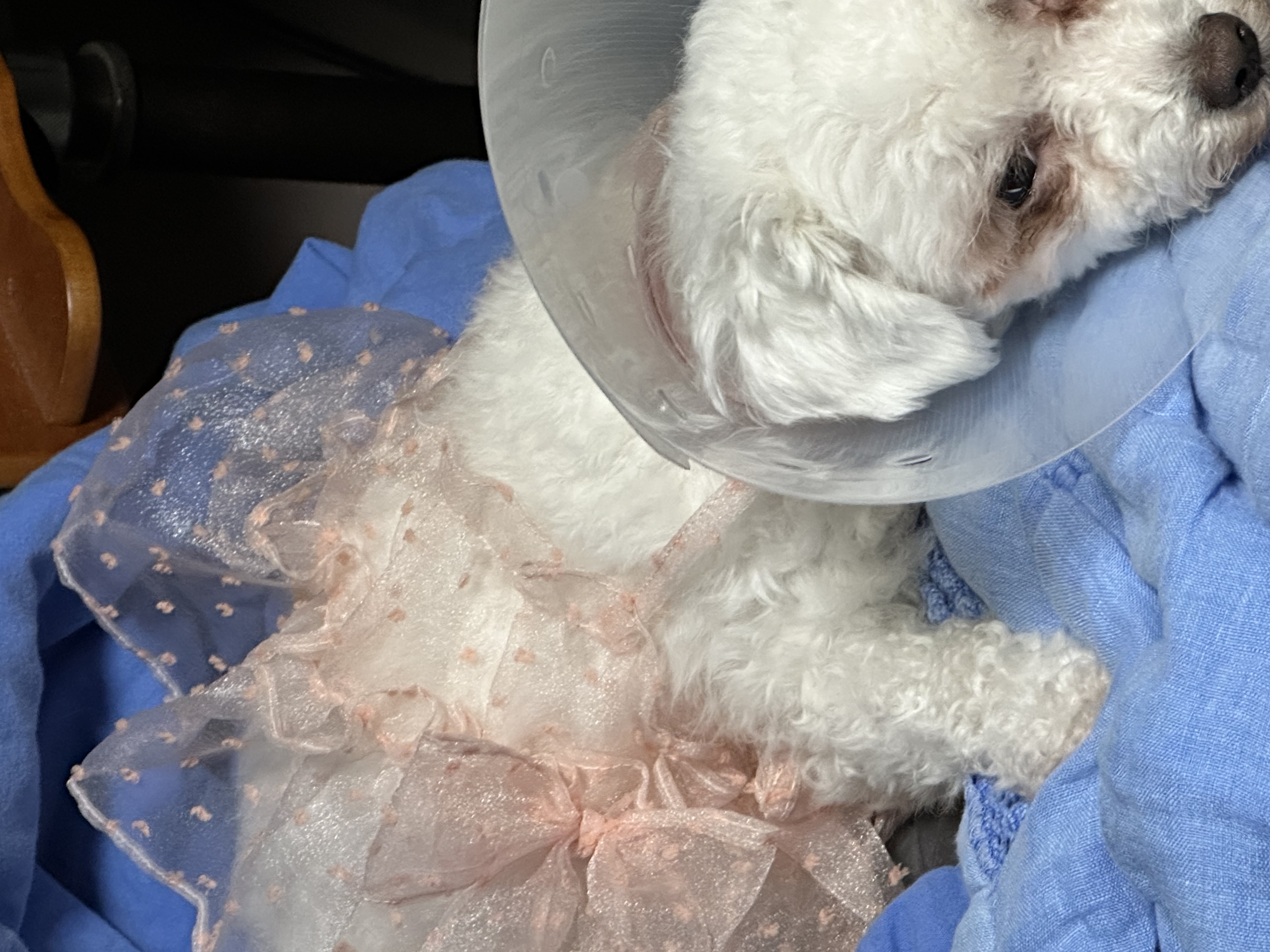 캔디(마요)와 함께한지 한달