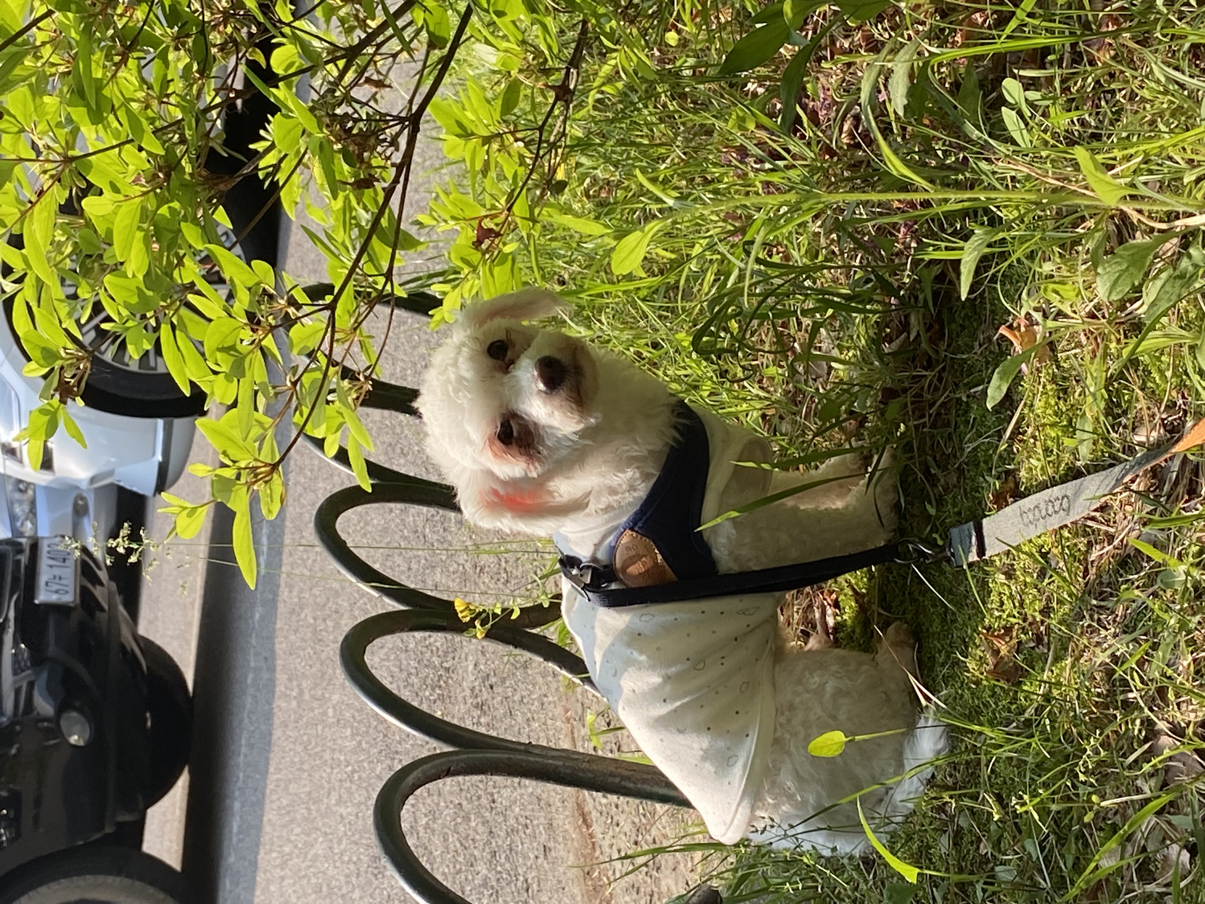 캔디(마요)와 함께한지 한달