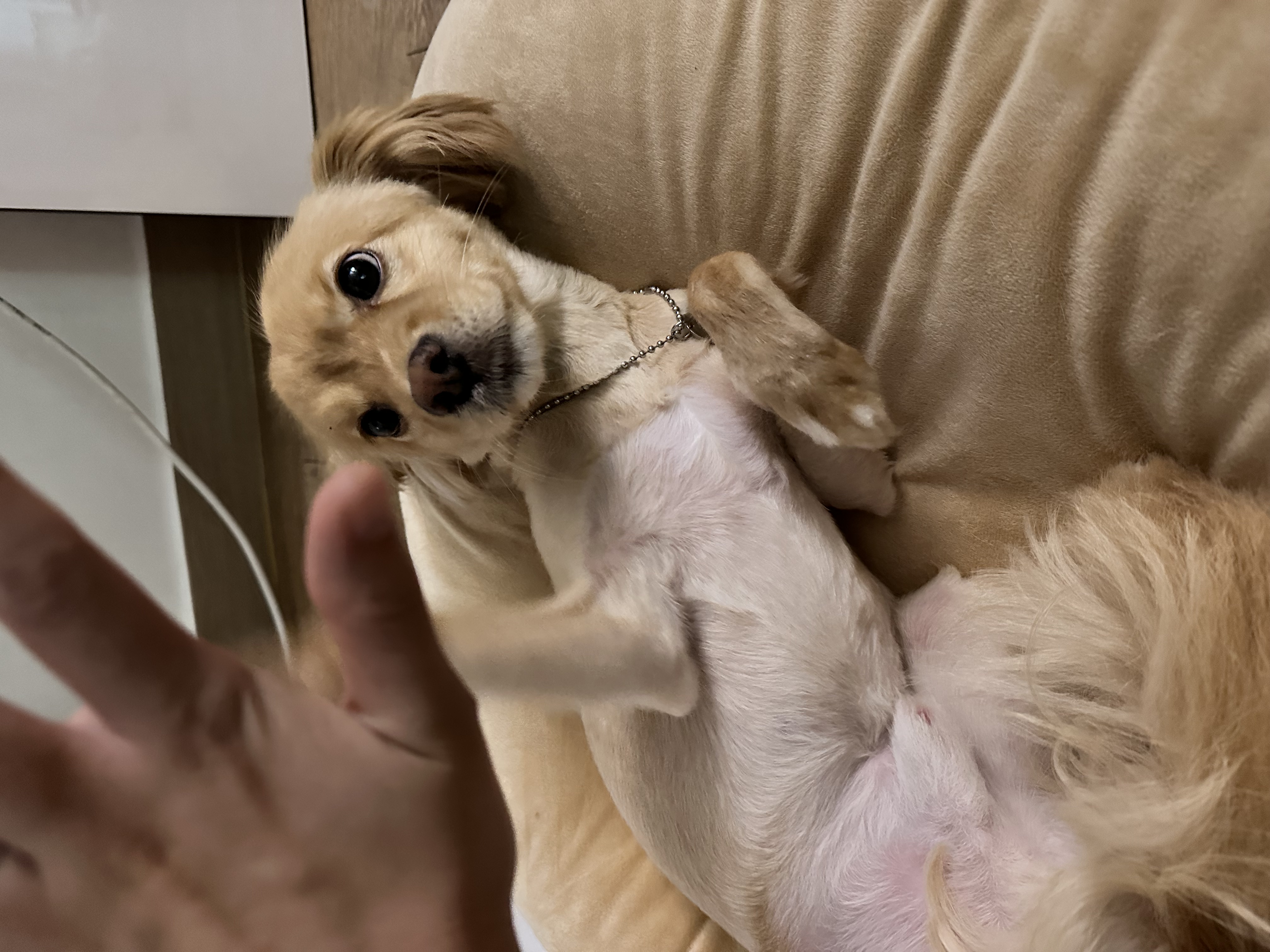 아코가 집에온지 일주일째~