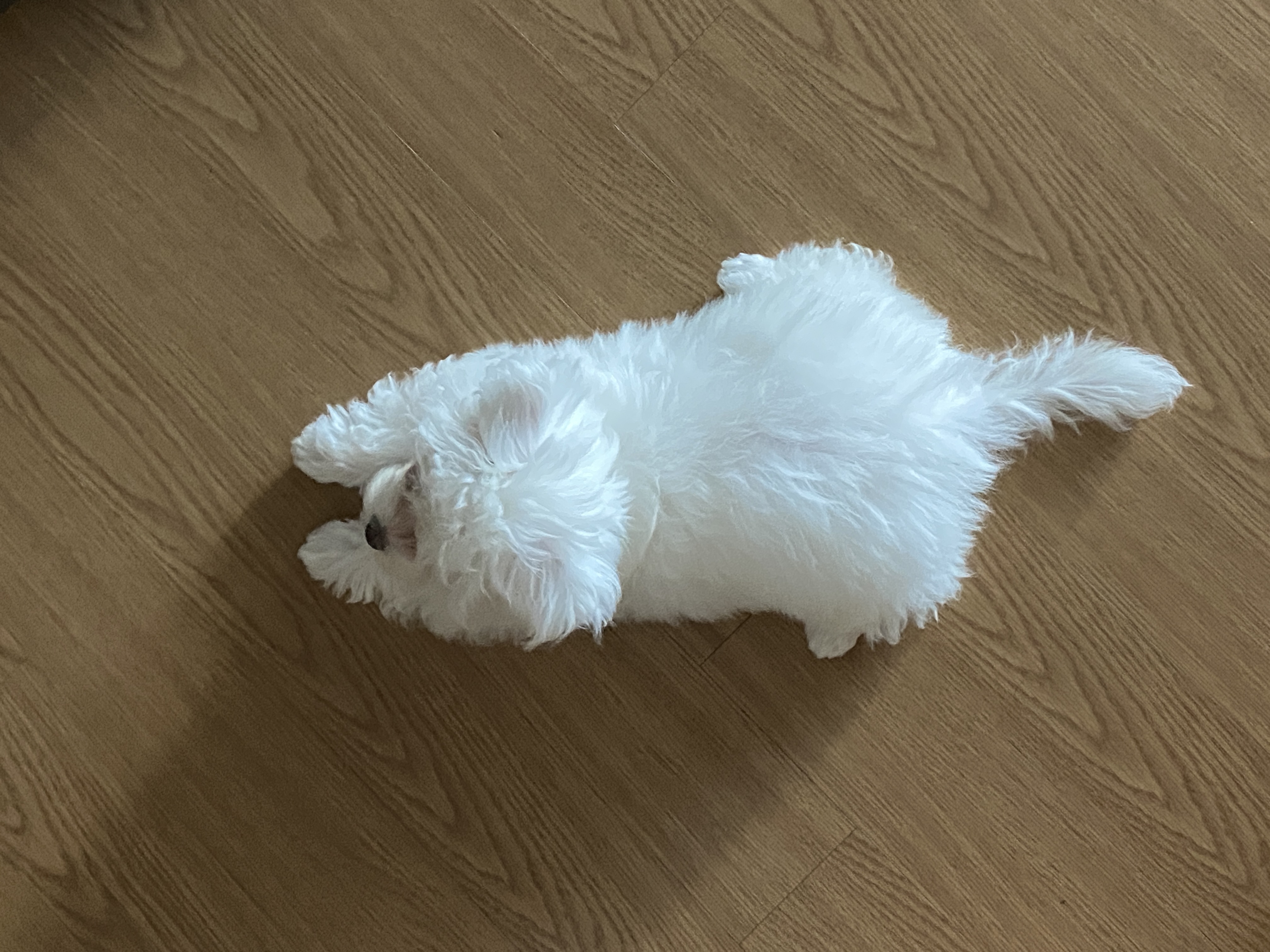 구름이네(아웅이) 일기입니당