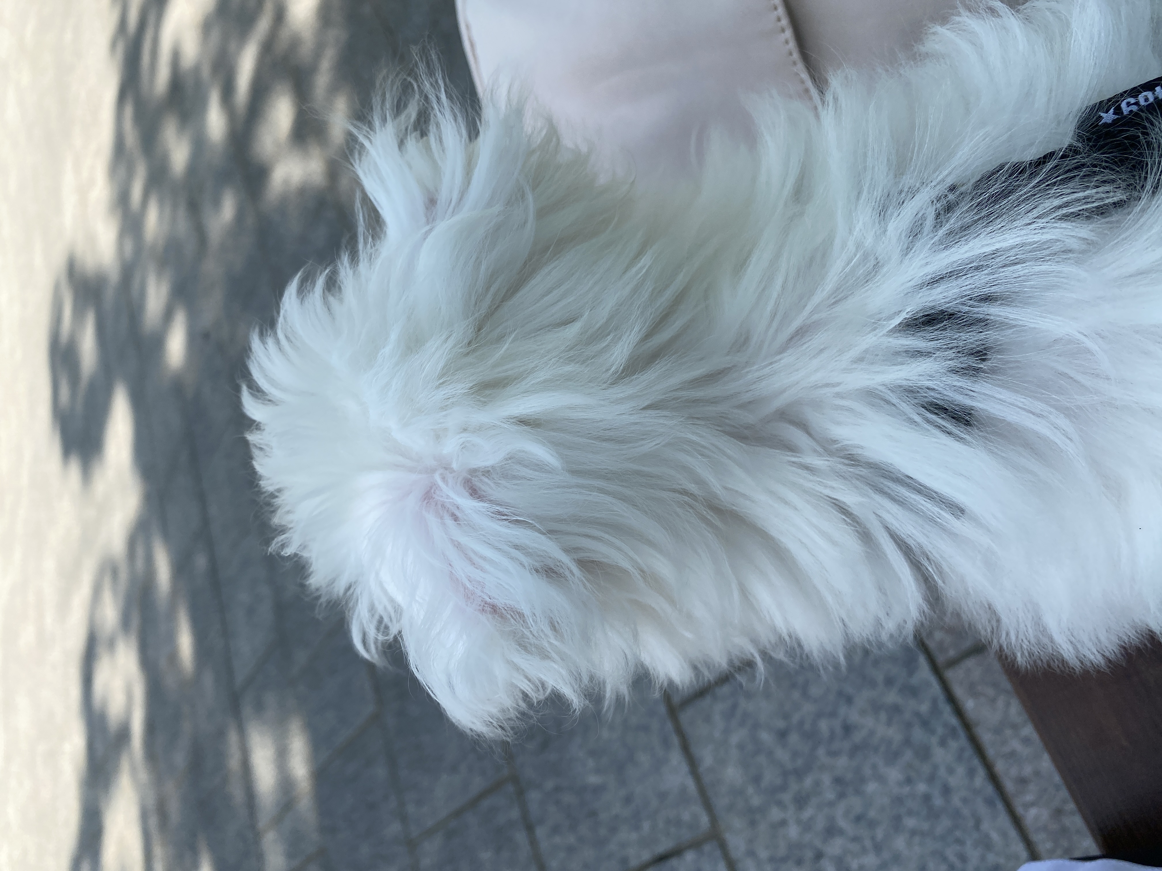 구름이네(아웅이) 일기입니당