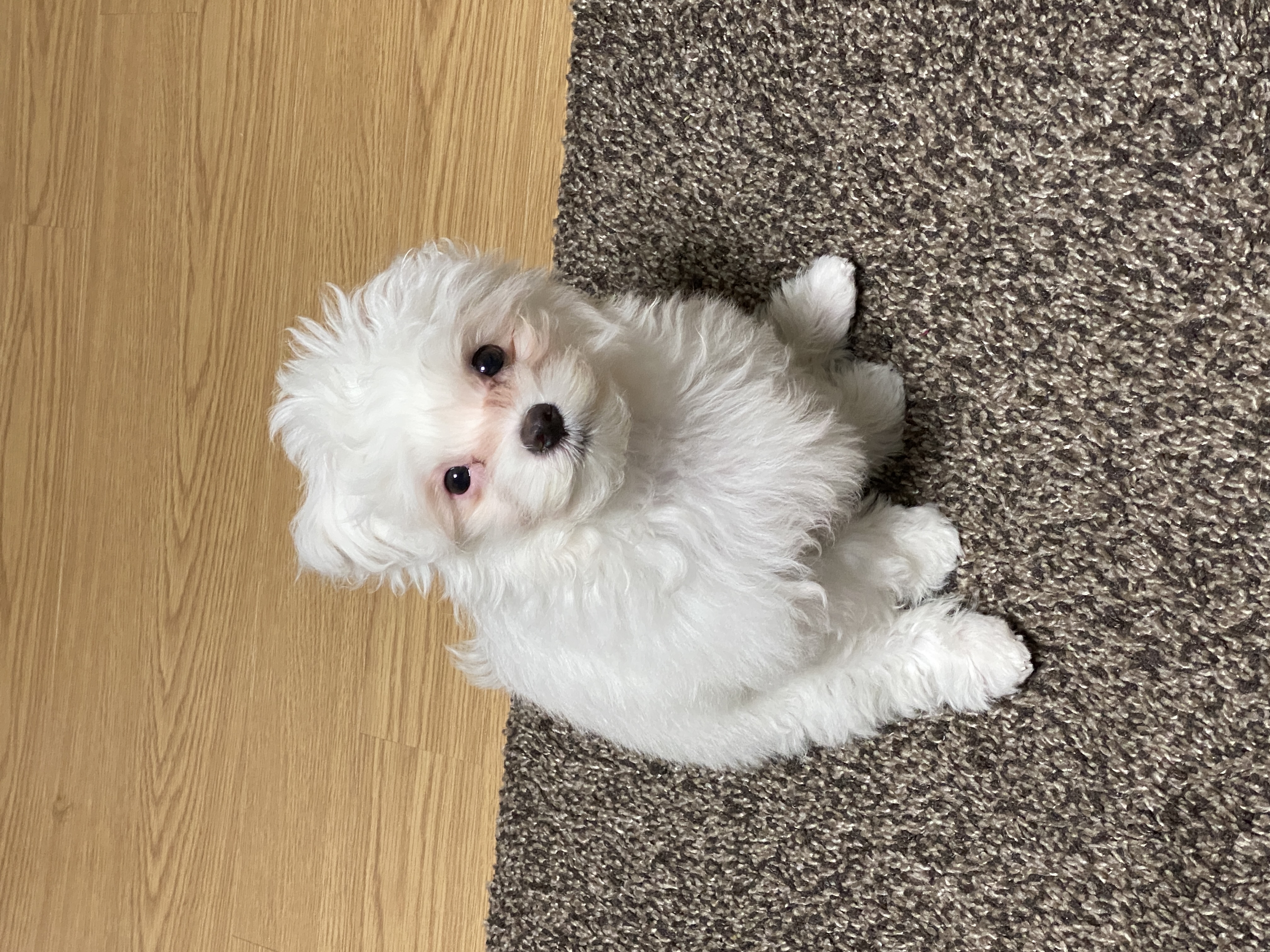 구름이네(아웅이) 일기입니당