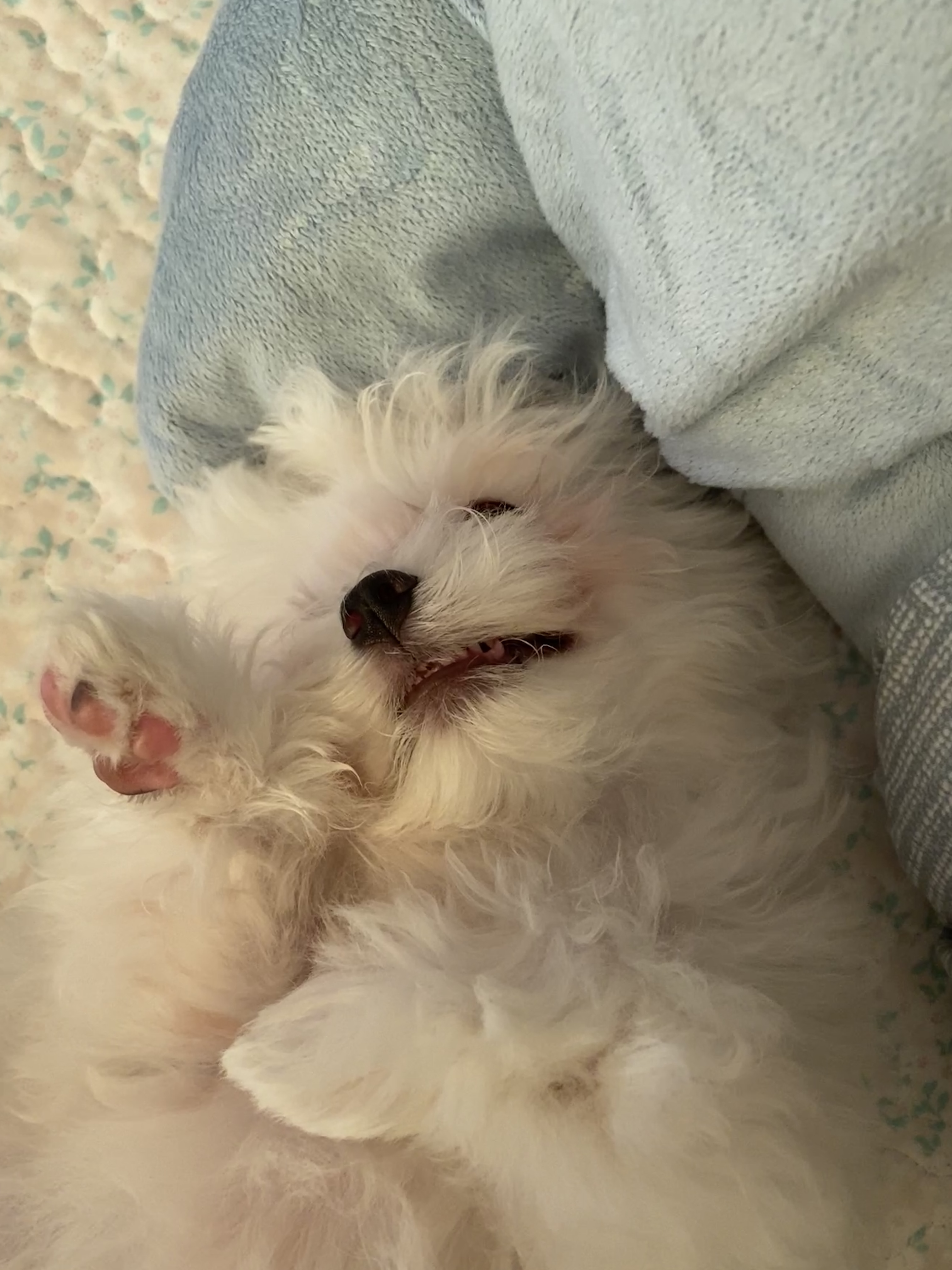 구름이네(아웅이) 일기입니당