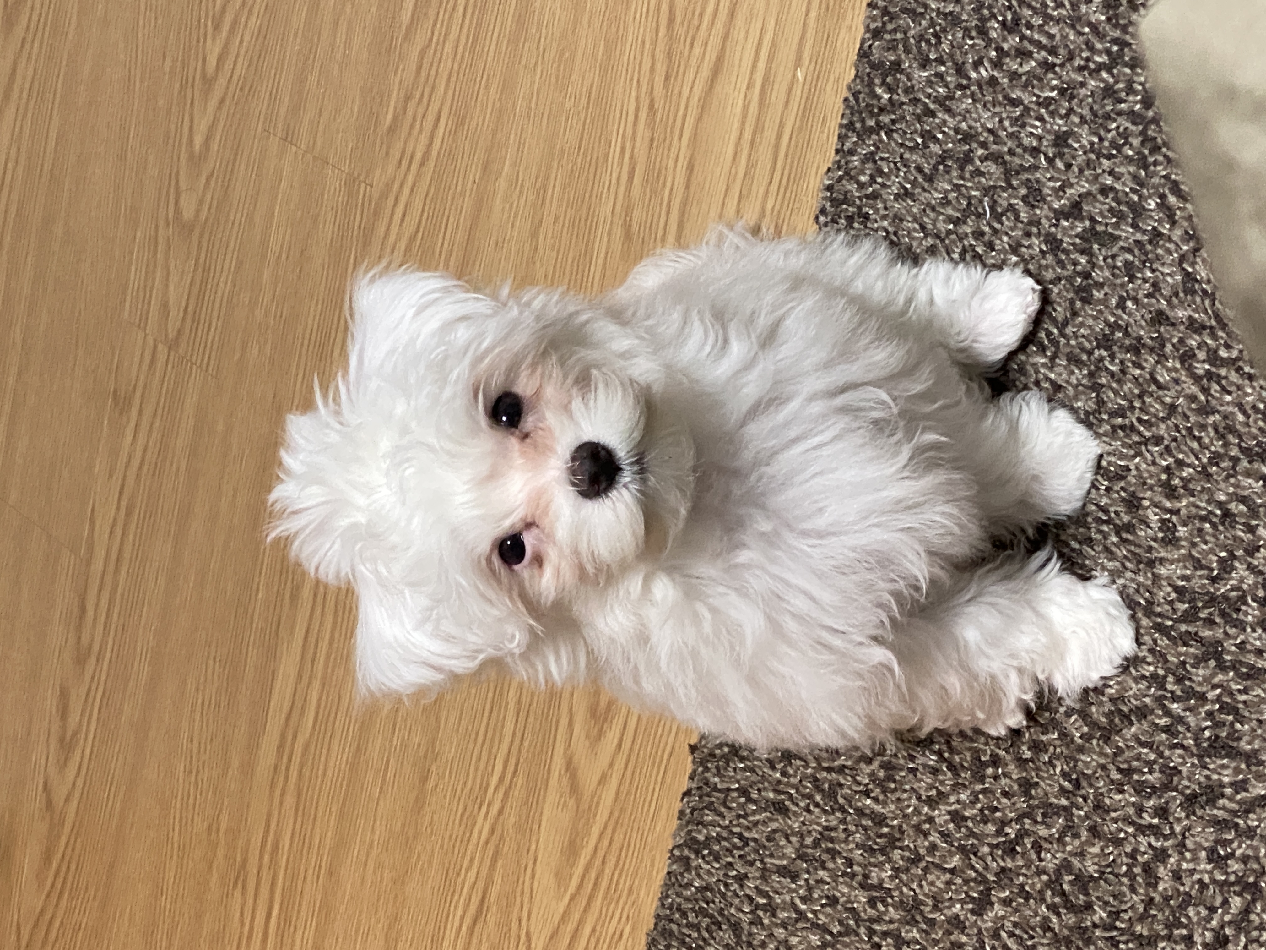 구름이네(아웅이) 일기입니당