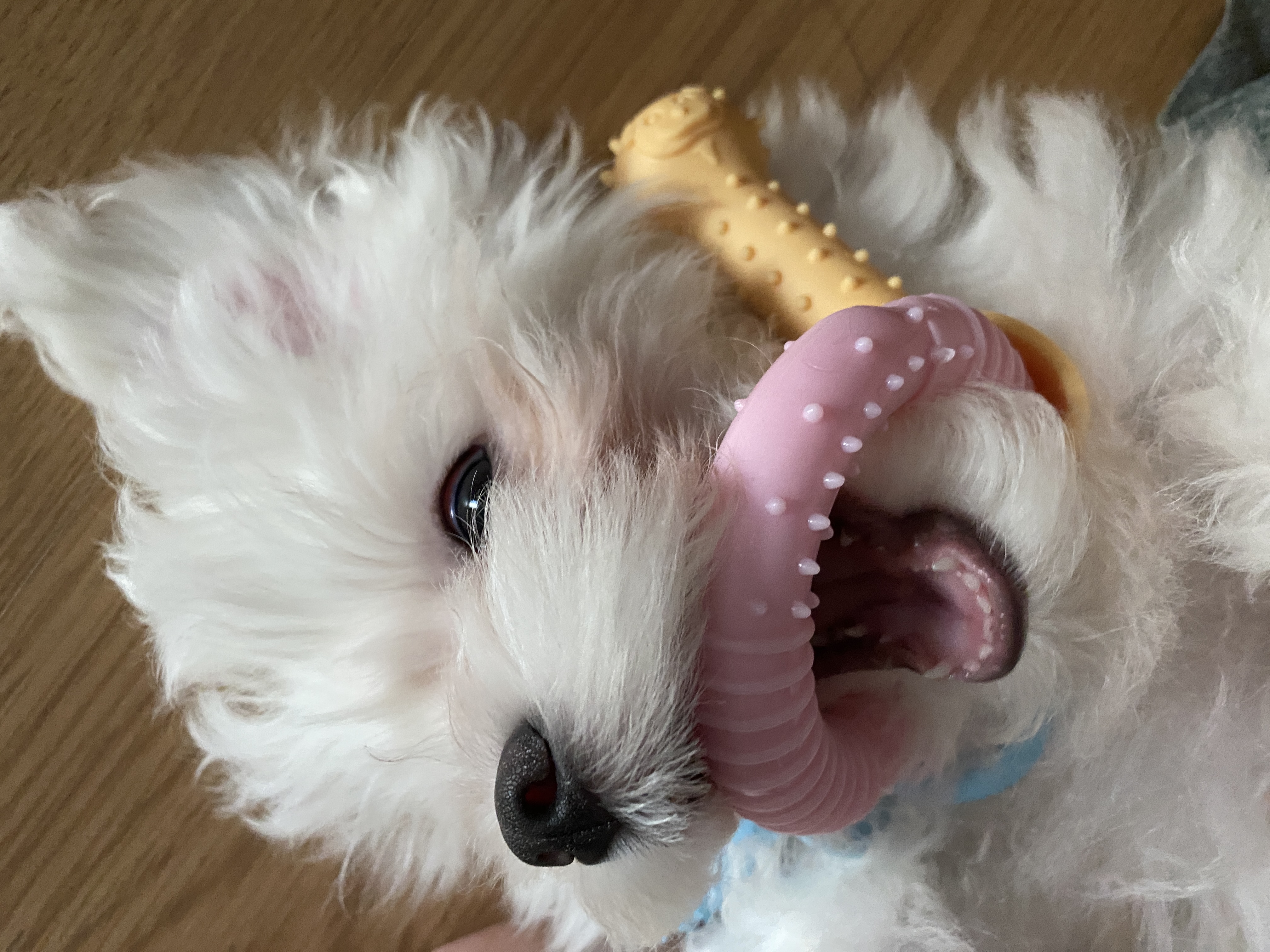 구름이네(아웅이) 일기입니당