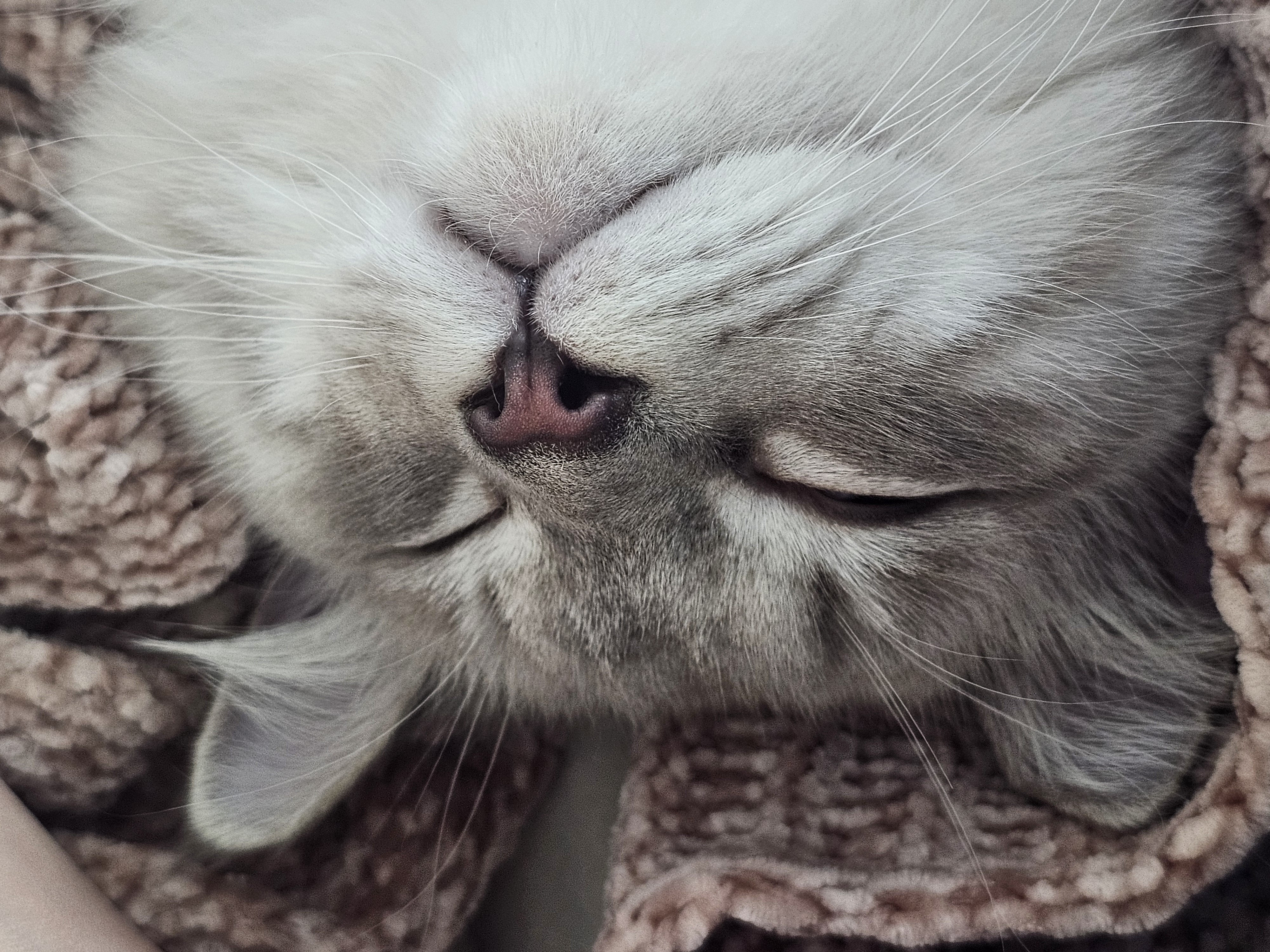 묘생 8개월차 백설기(구 동일) 