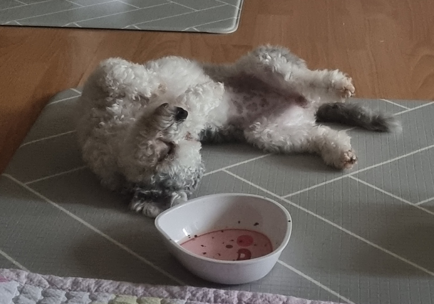 [임보] 🧡달록이🧡의 1주일