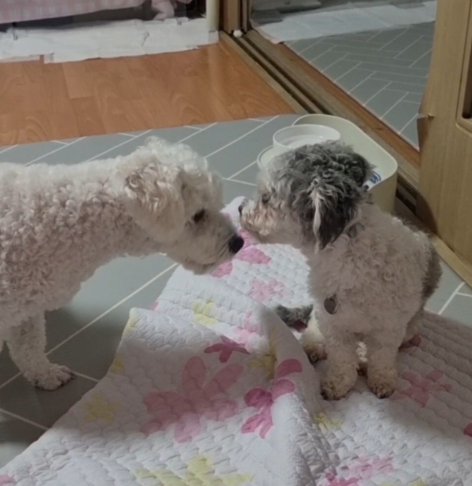 [임보] 🧡달록이🧡의 1주일