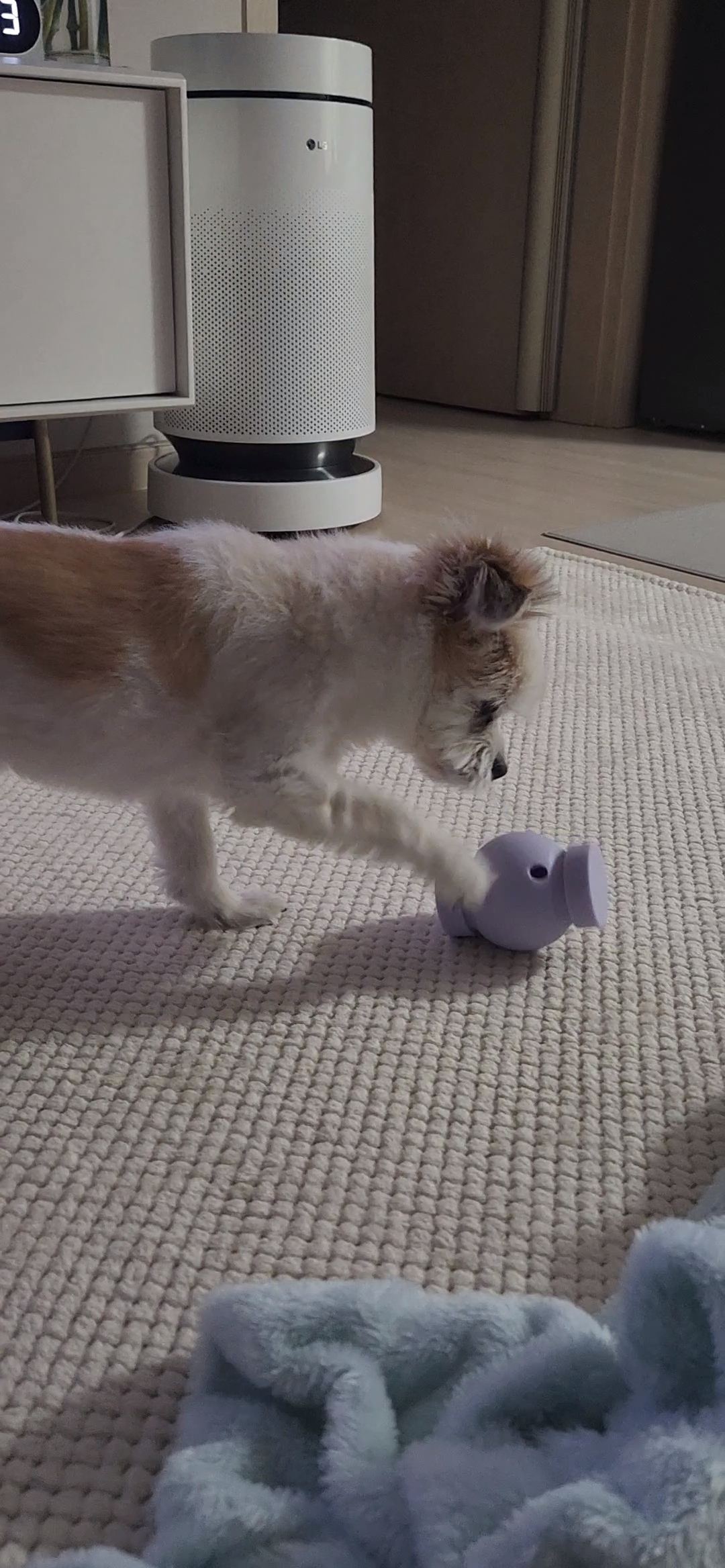 꿈이(금이) 입양 3주년❤️