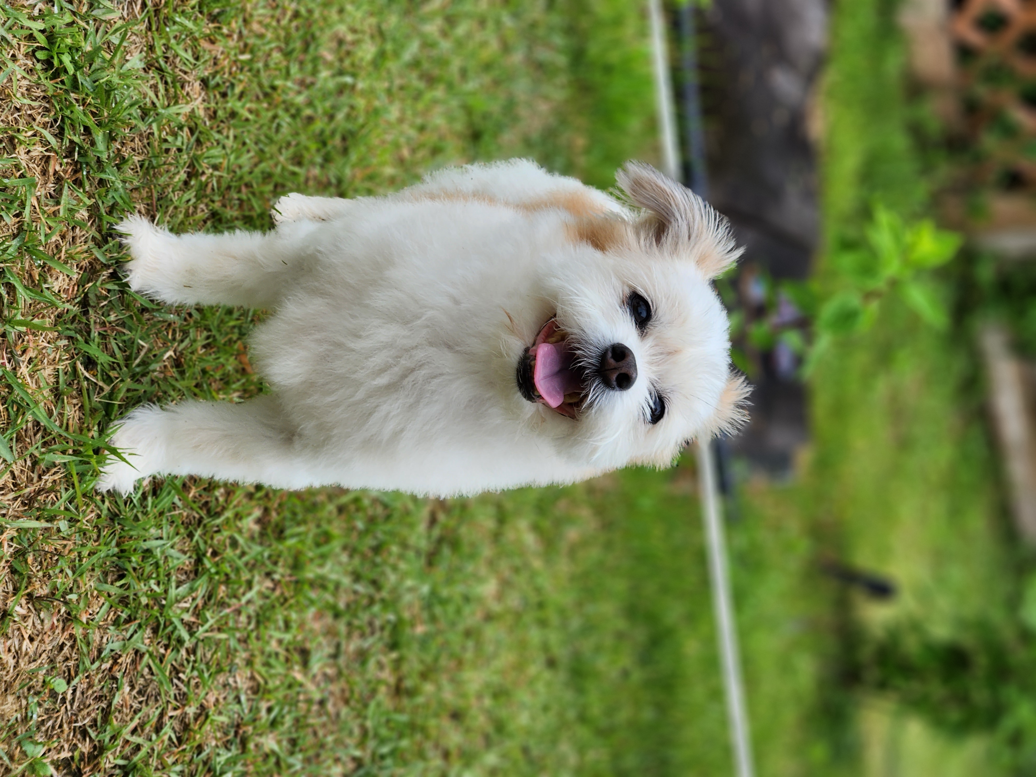 꿈이(금이) 입양 3주년❤️