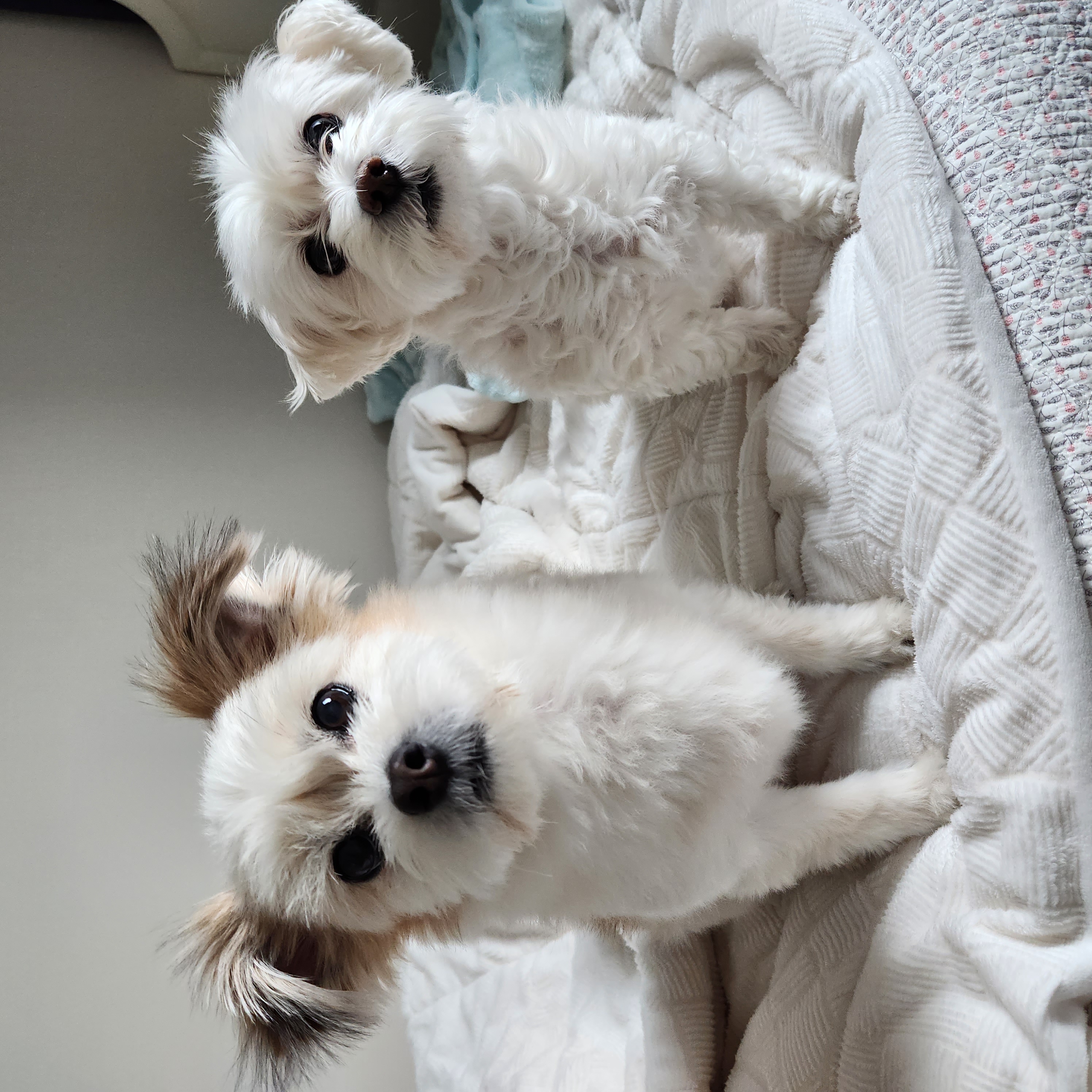 꿈이(금이) 입양 3주년❤️