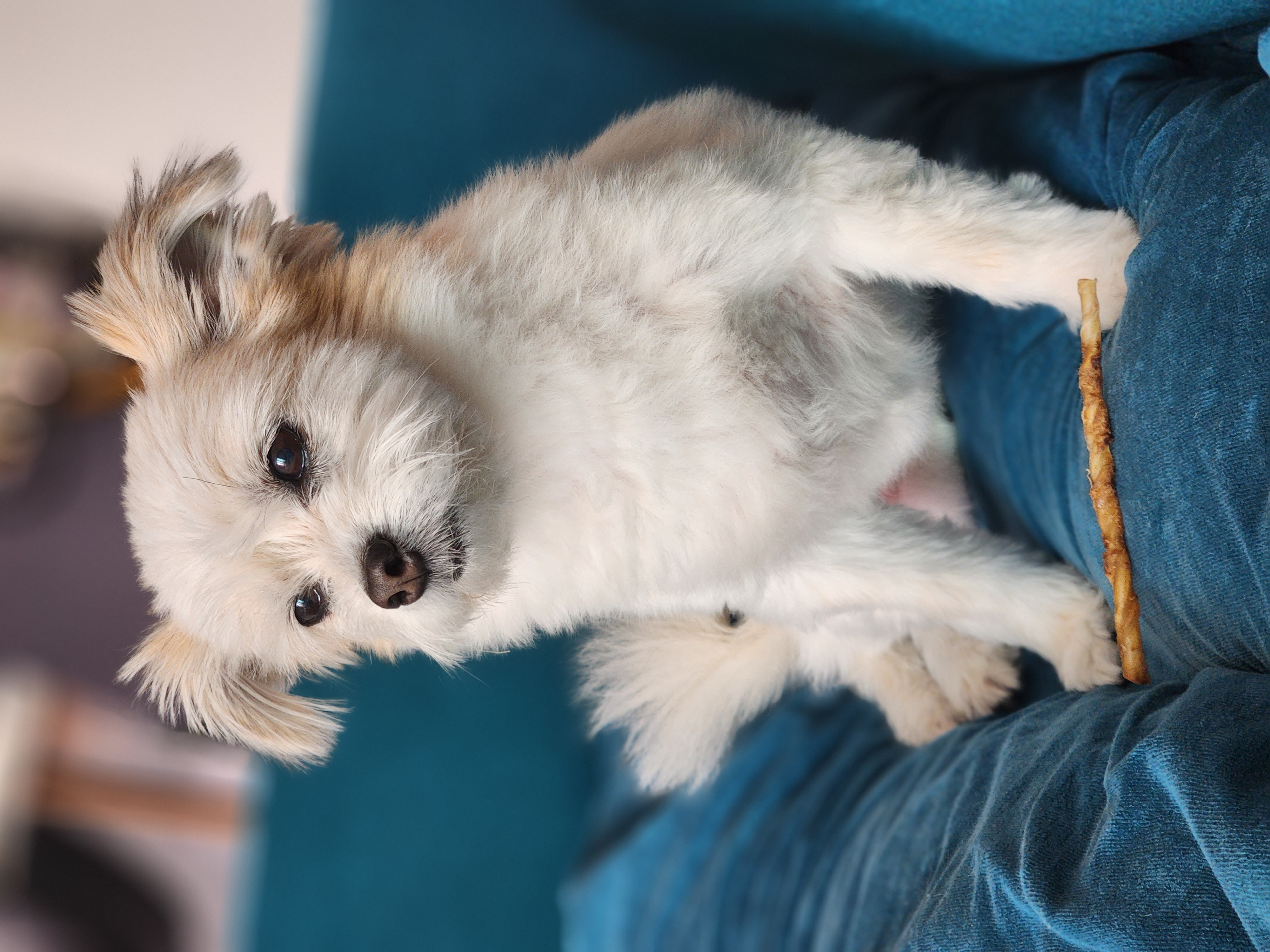 꿈이(금이) 입양 3주년❤️