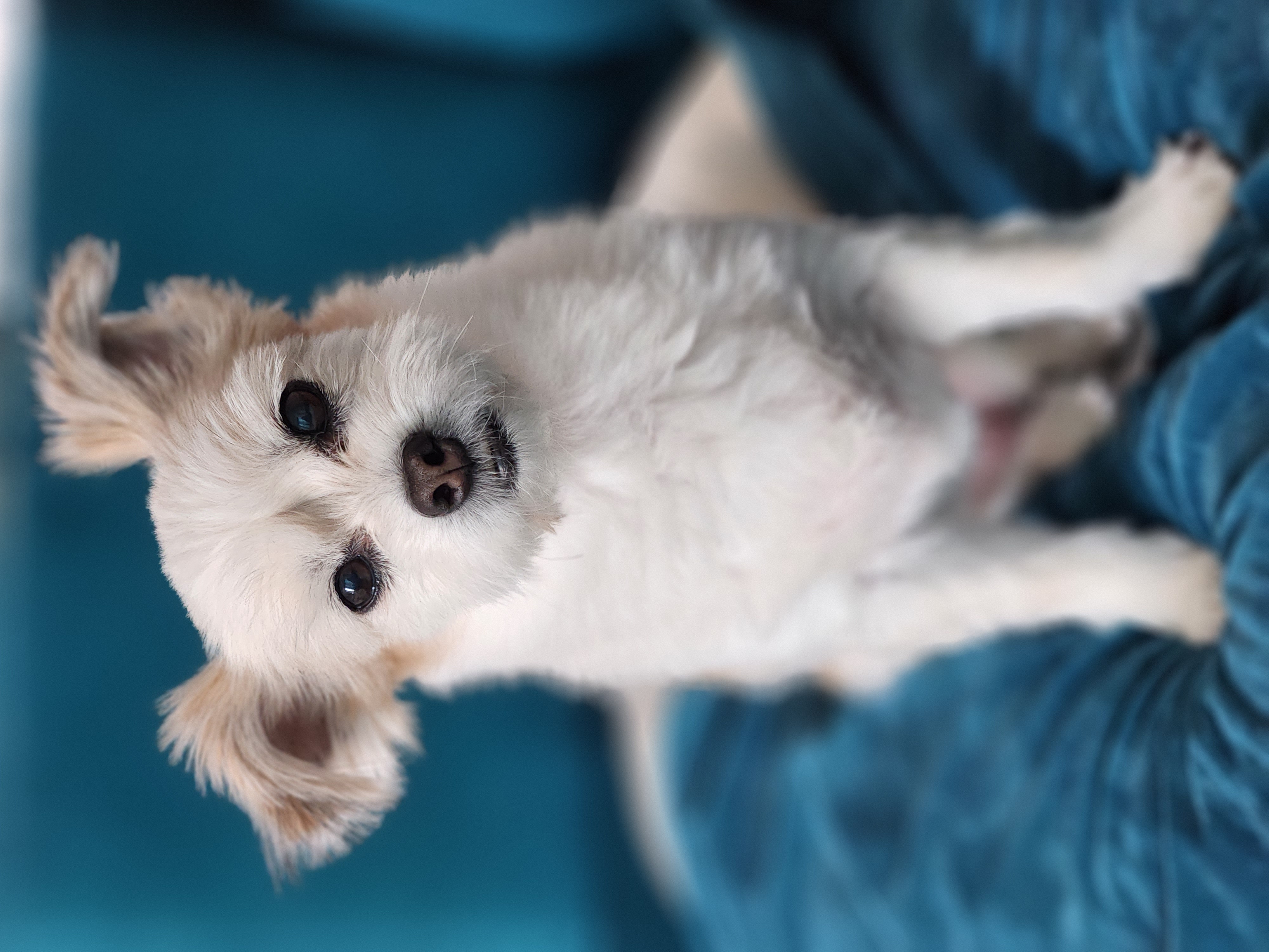 꿈이(금이) 입양 3주년❤️