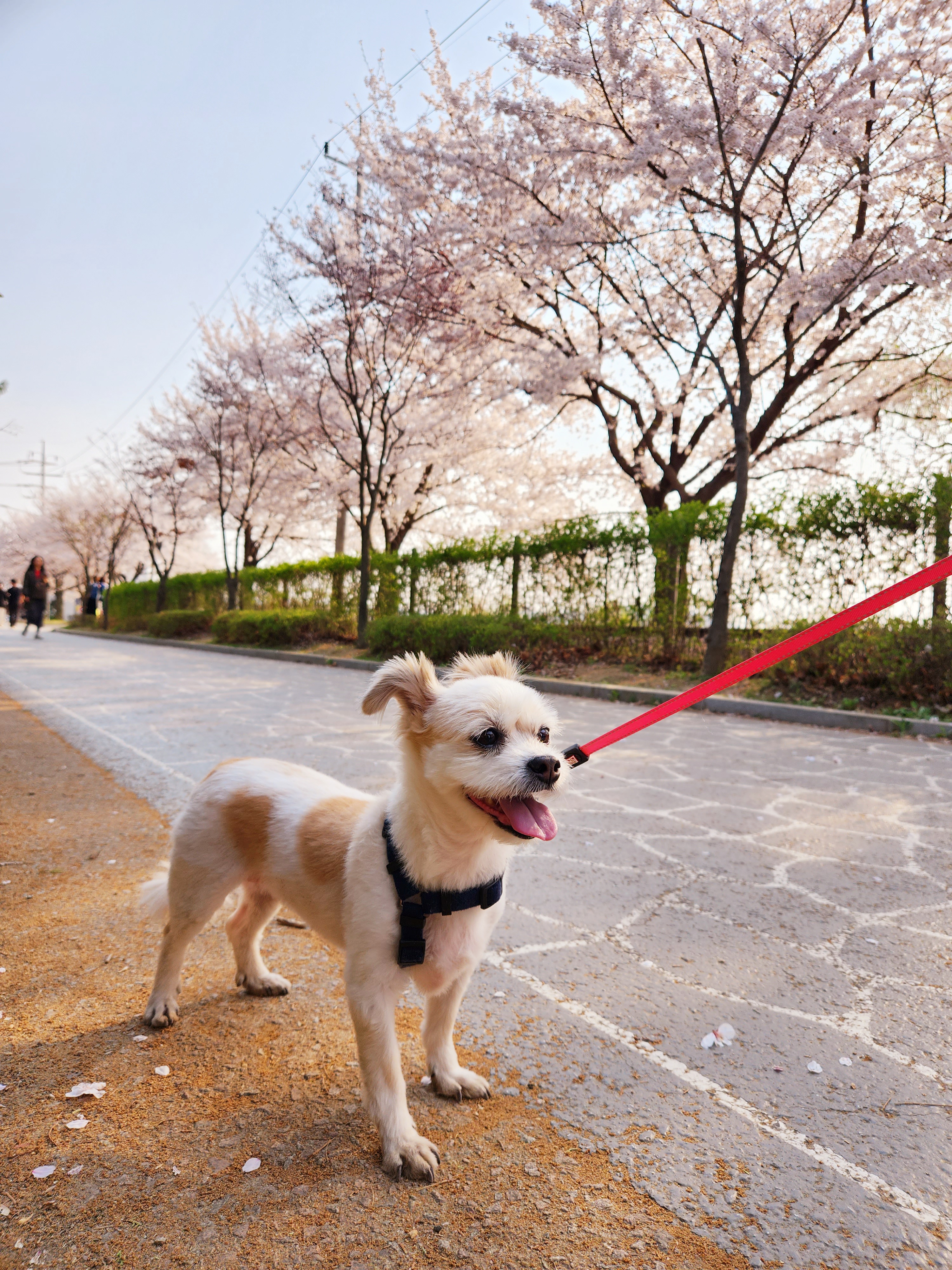 꿈이(금이) 입양 3주년❤️