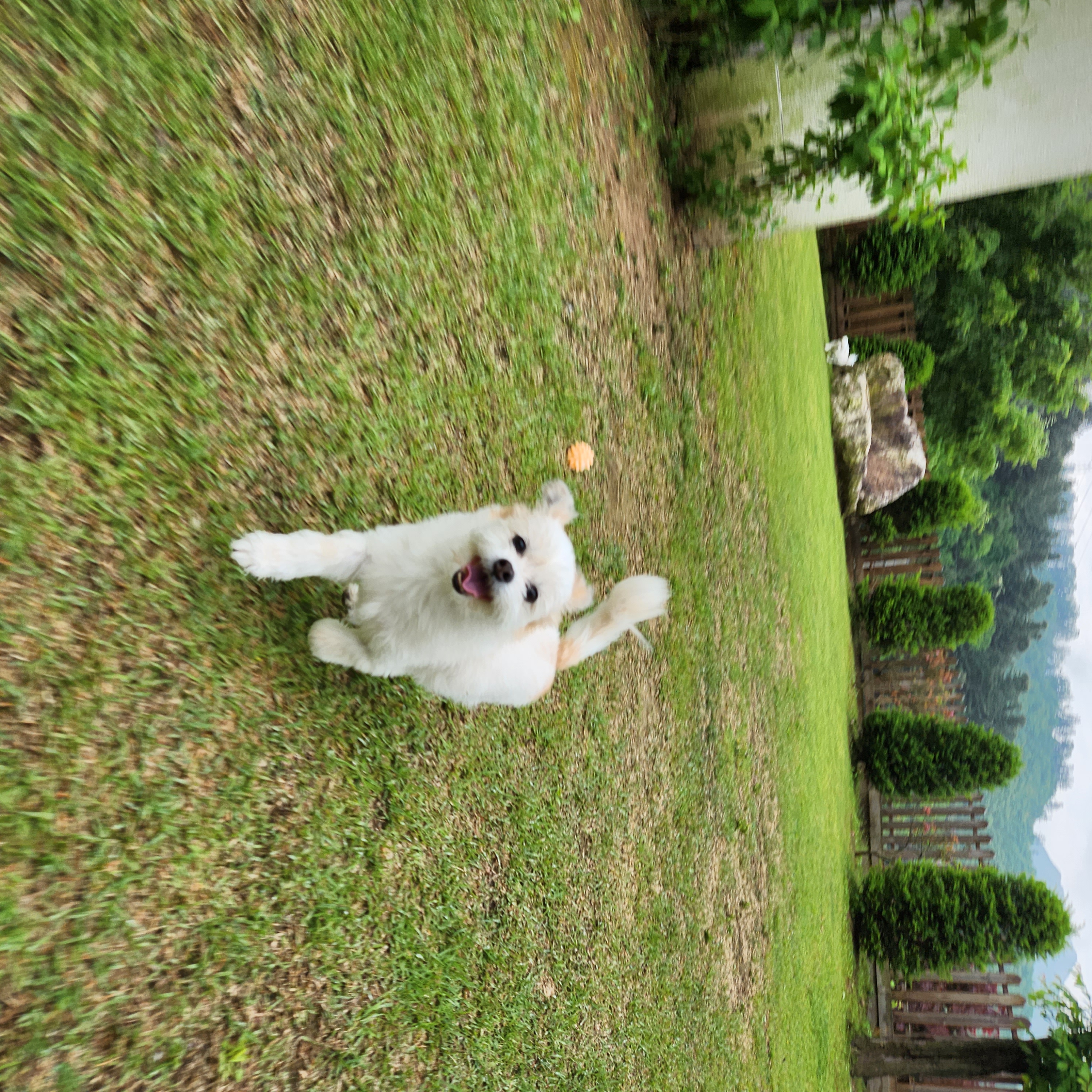 꿈이(금이) 입양 3주년❤️