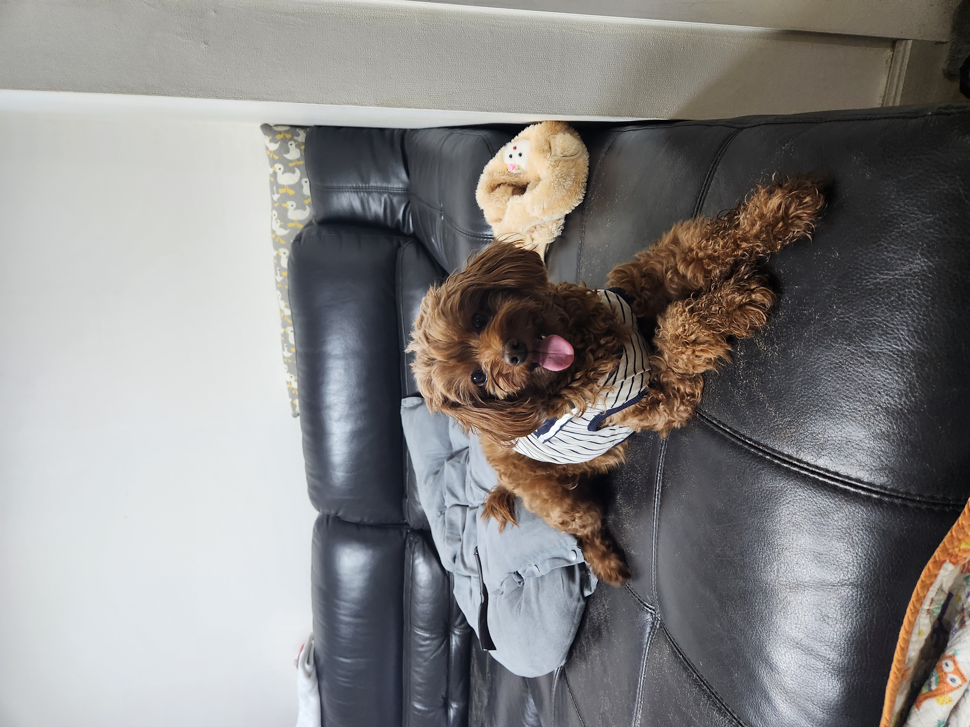 코아입양5년후기