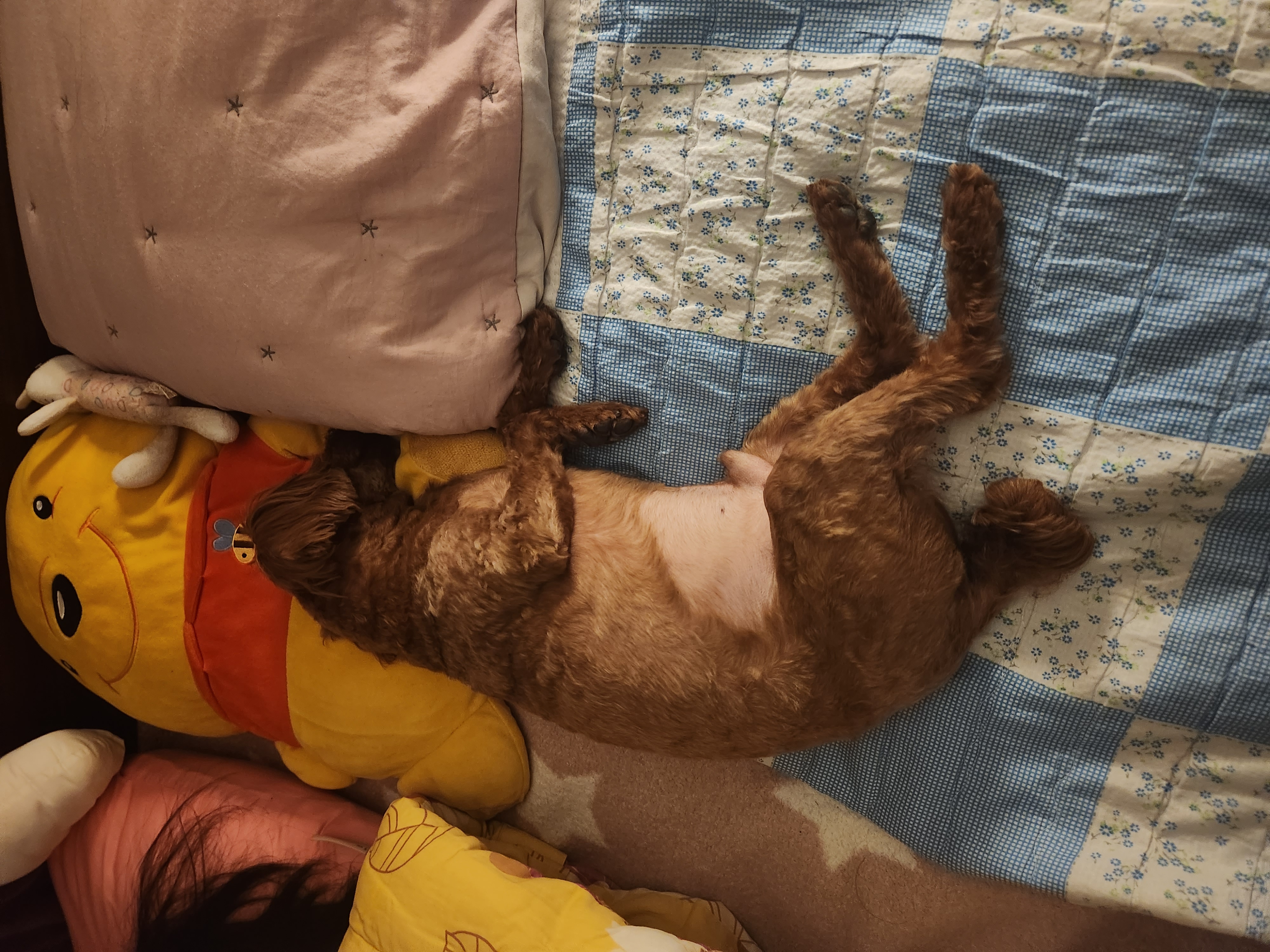 코아입양5년후기