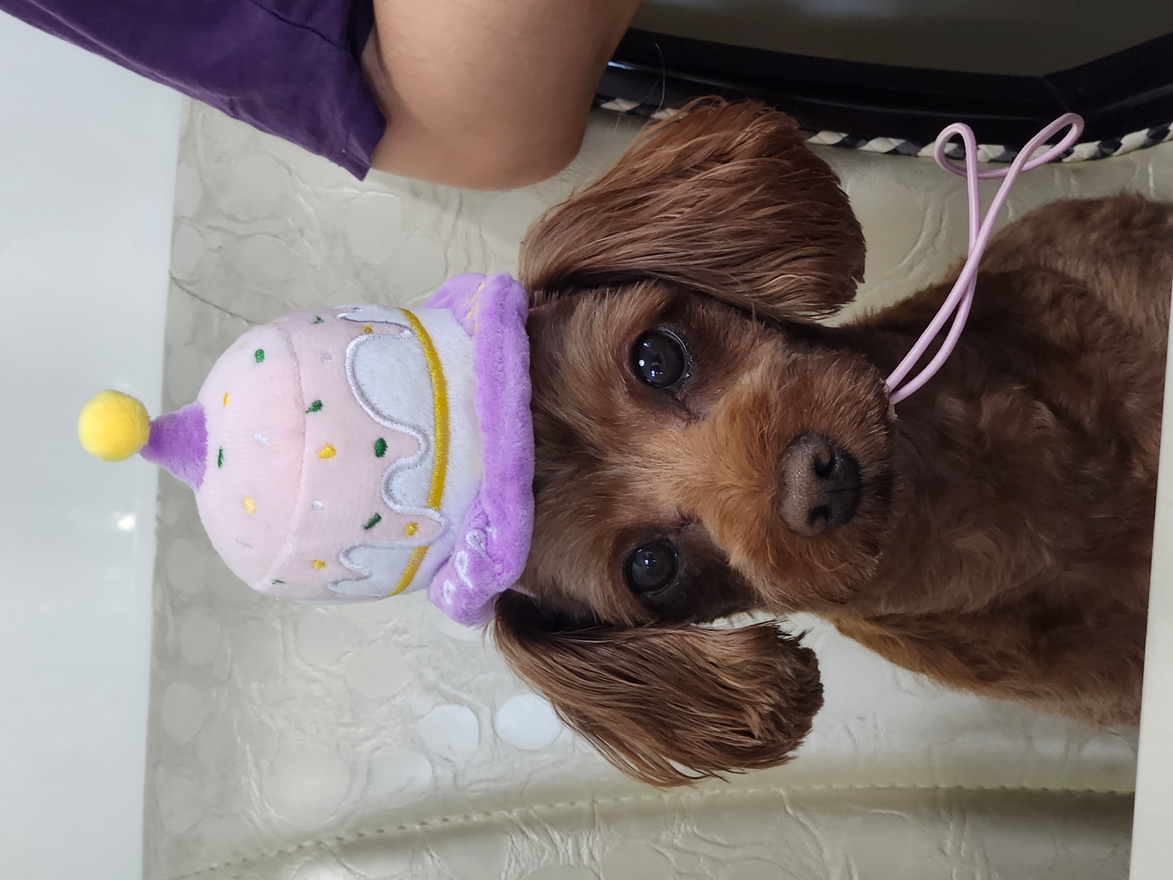 코아입양5년후기