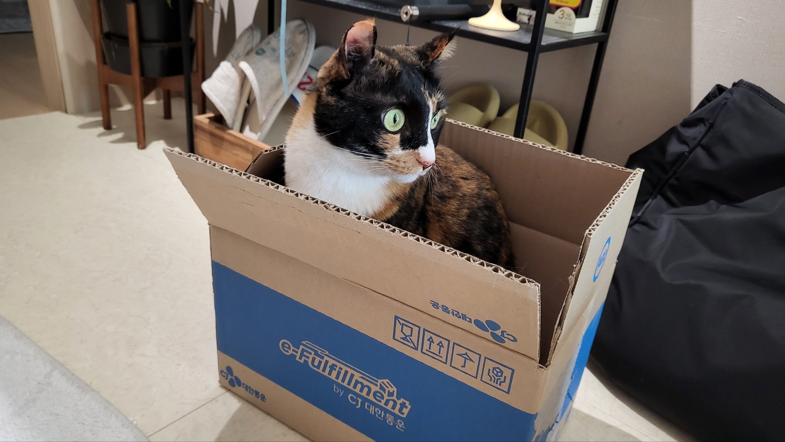 달이(코점이 새끼냥이 차차) 입양 4년차 후기