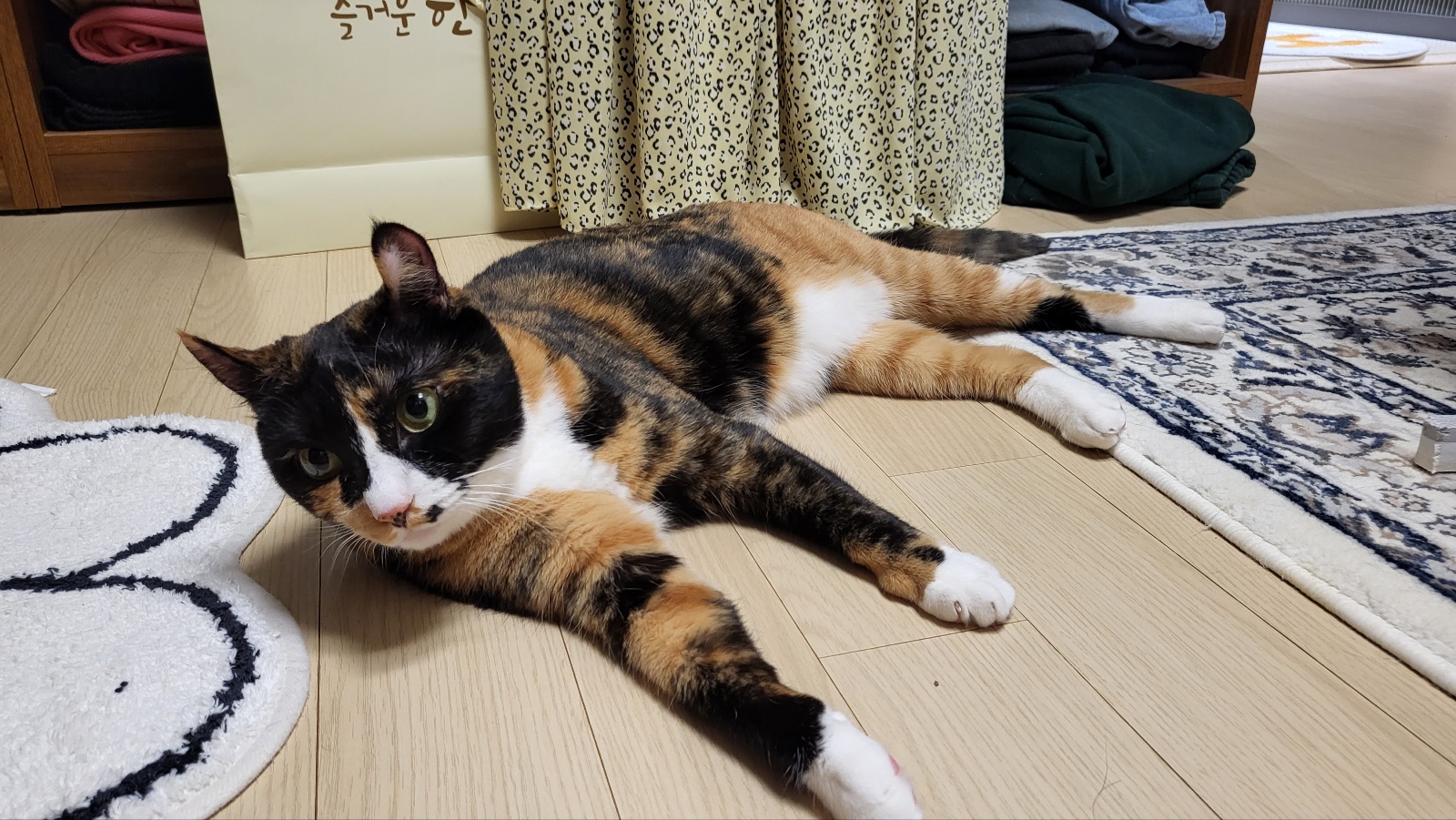 달이(코점이 새끼냥이 차차) 입양 4년차 후기