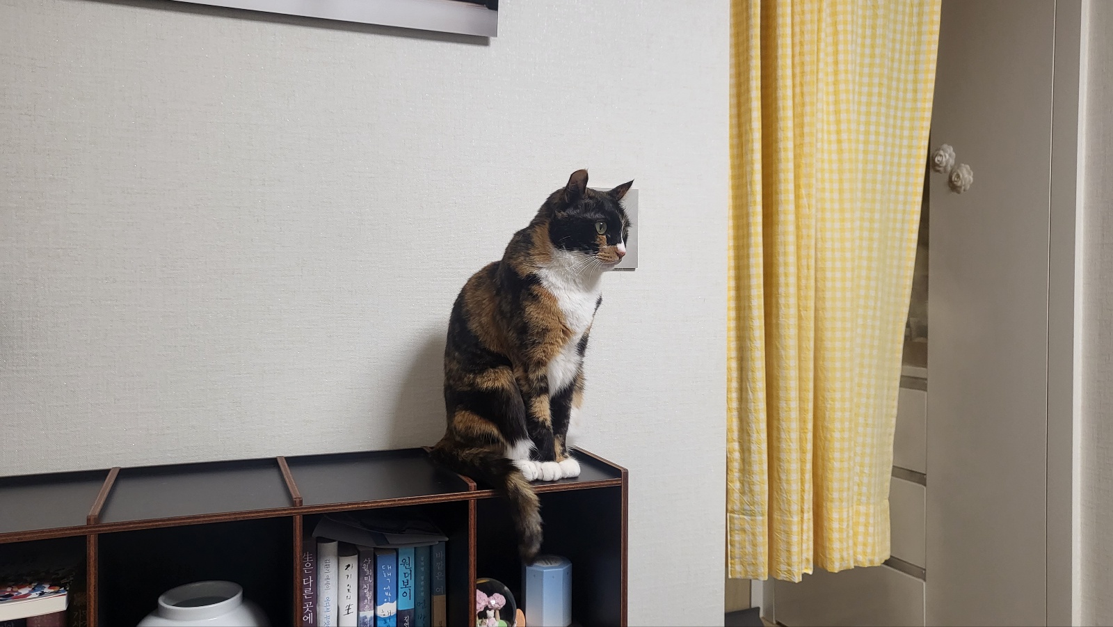 달이(코점이 새끼냥이 차차) 입양 4년차 후기