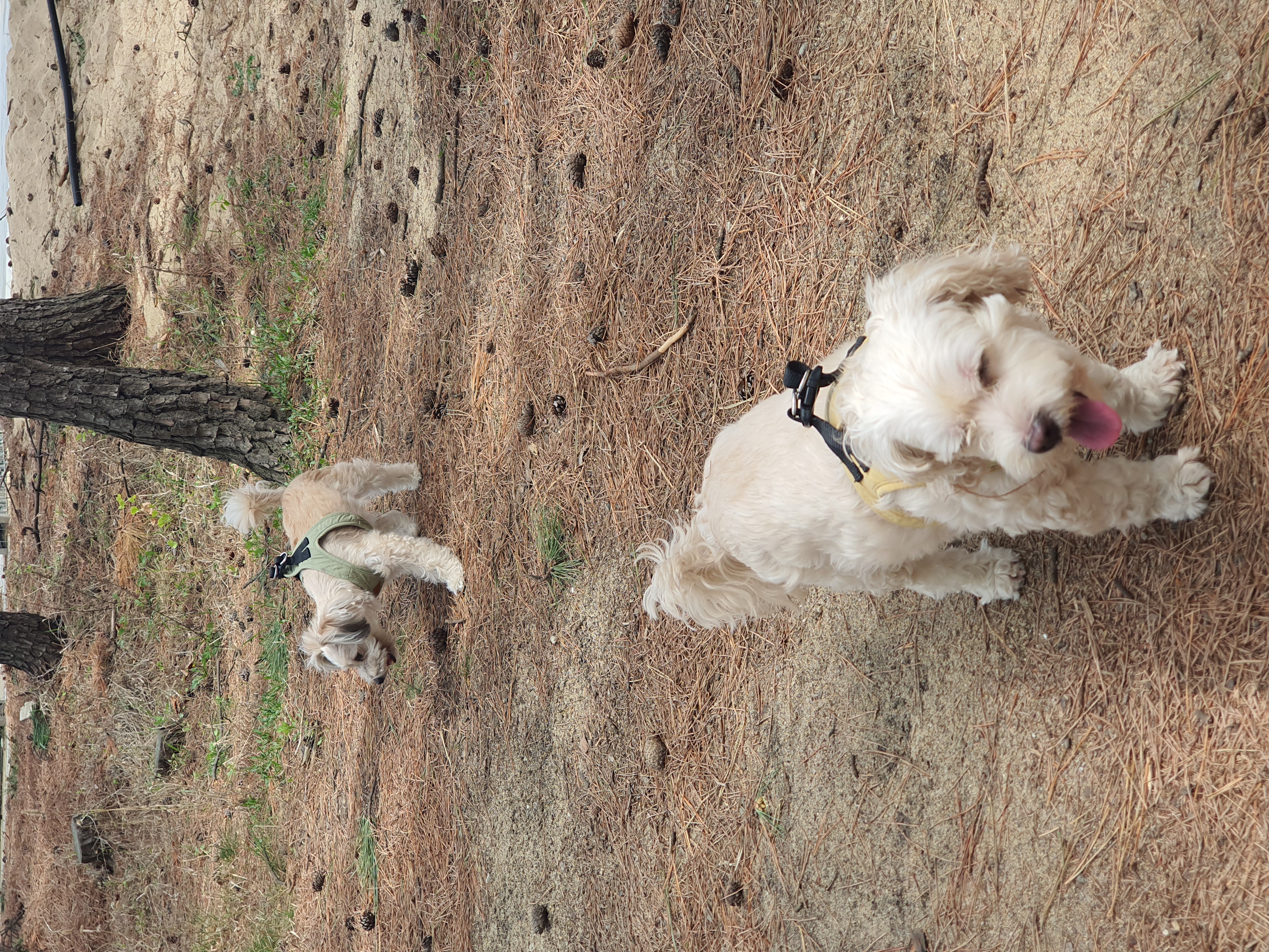 곰이(햇님) 입양 2년차 후기 입니다.