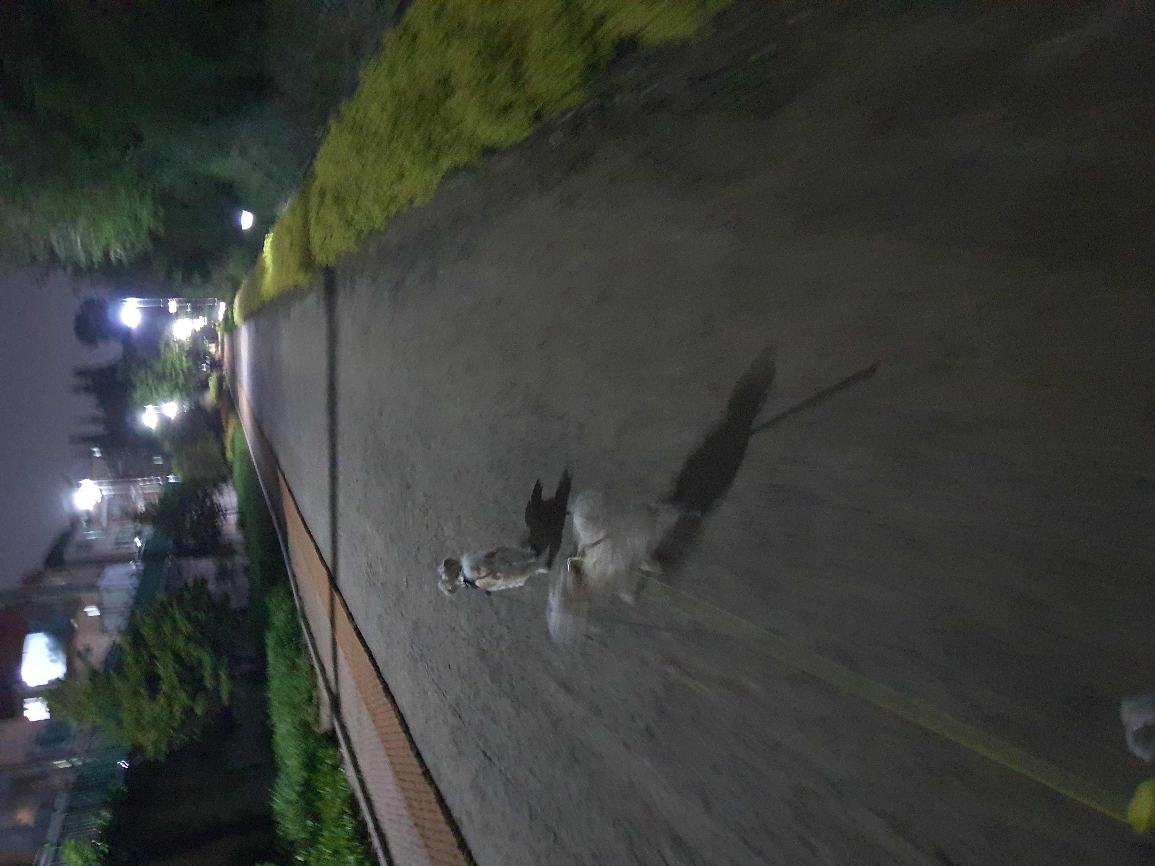 곰이(햇님) 입양 2년차 후기 입니다.