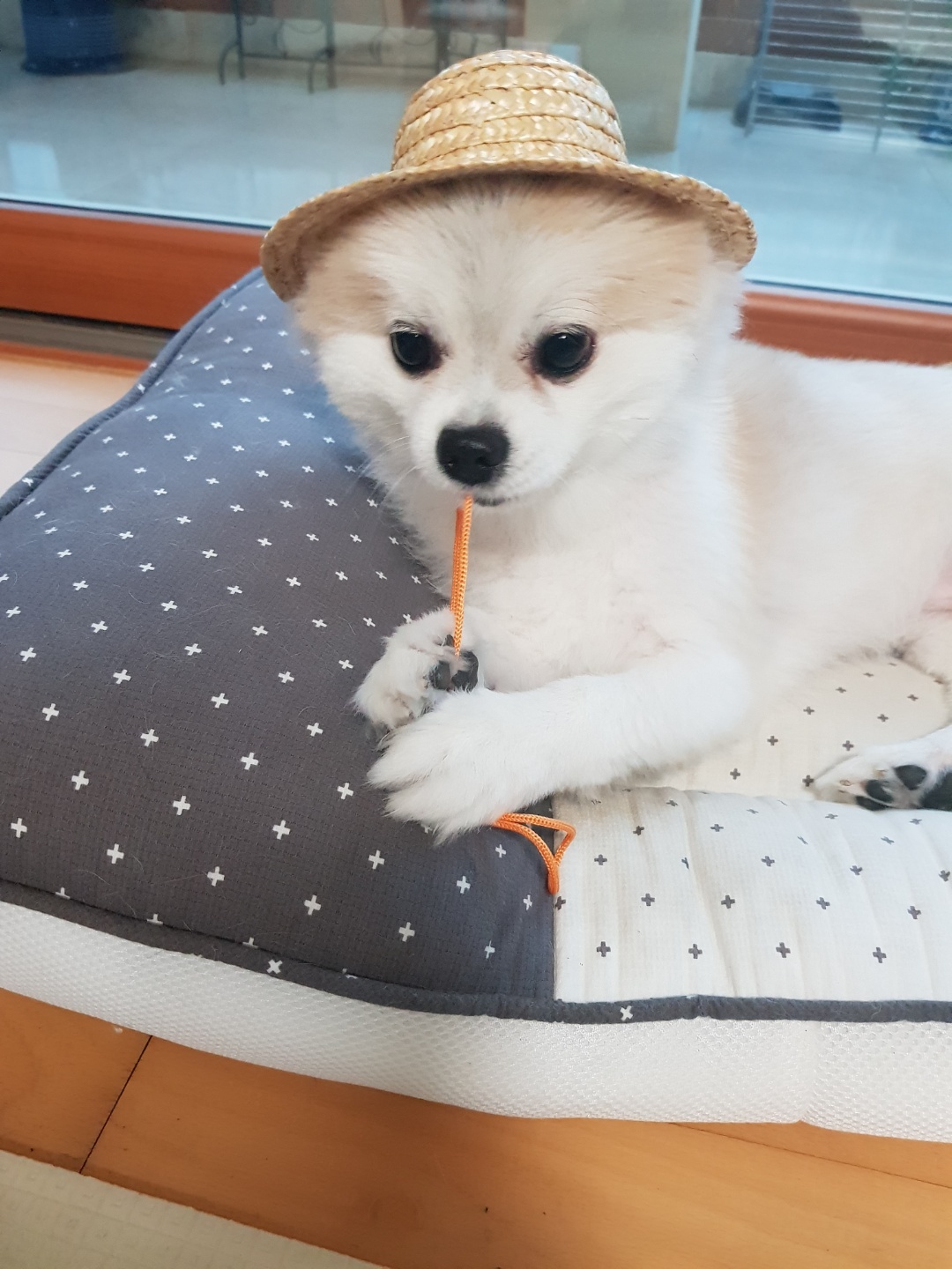 레오에요~( 구 곤지암 금송이)