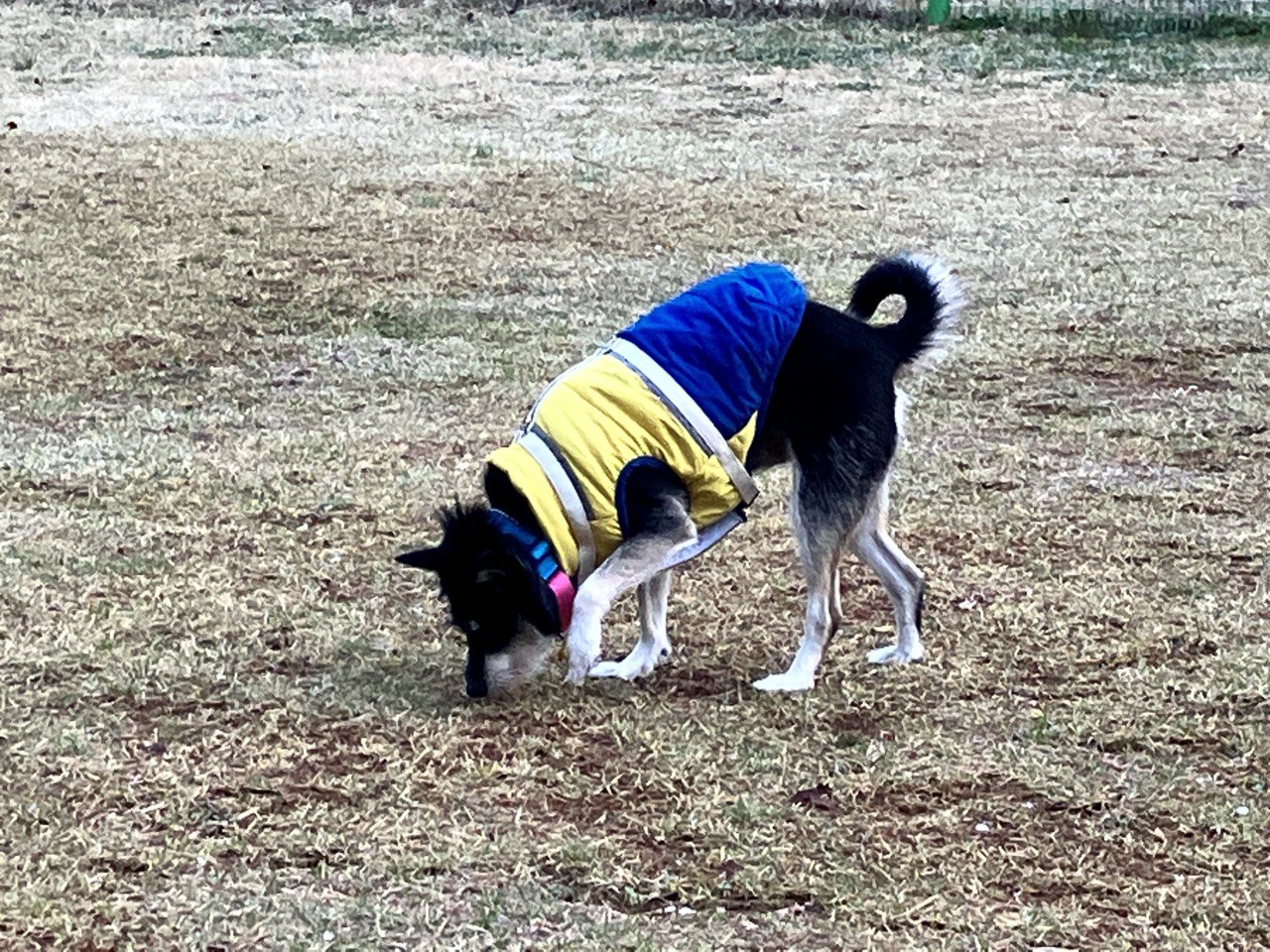 두송이(로하)와 함께 한 1년 