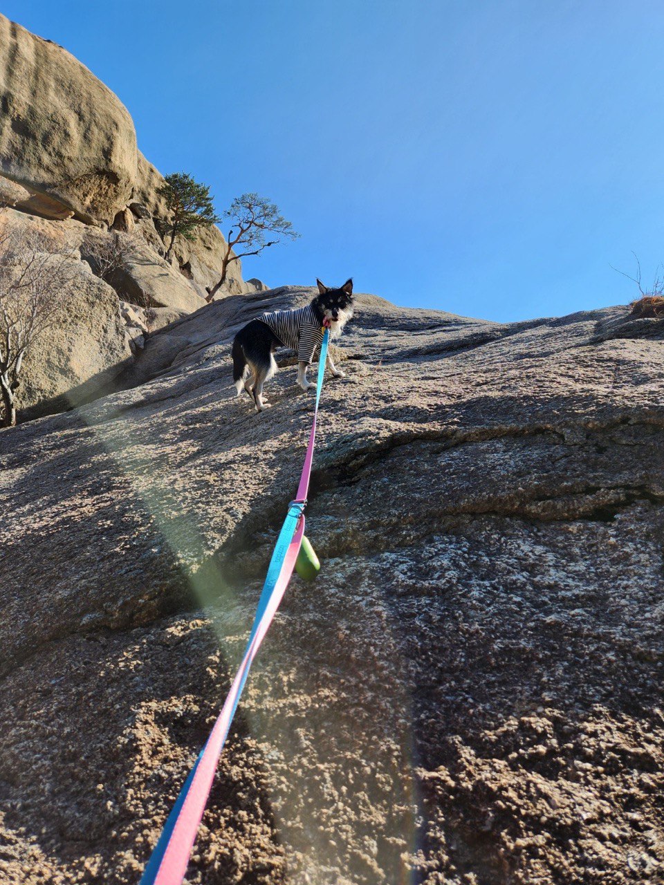 두송이(로하)와 함께 한 1년 