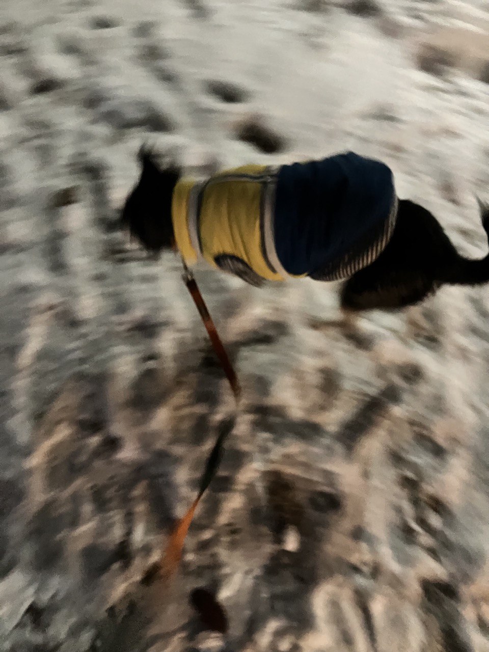 두송이(로하)와 함께 한 1년 