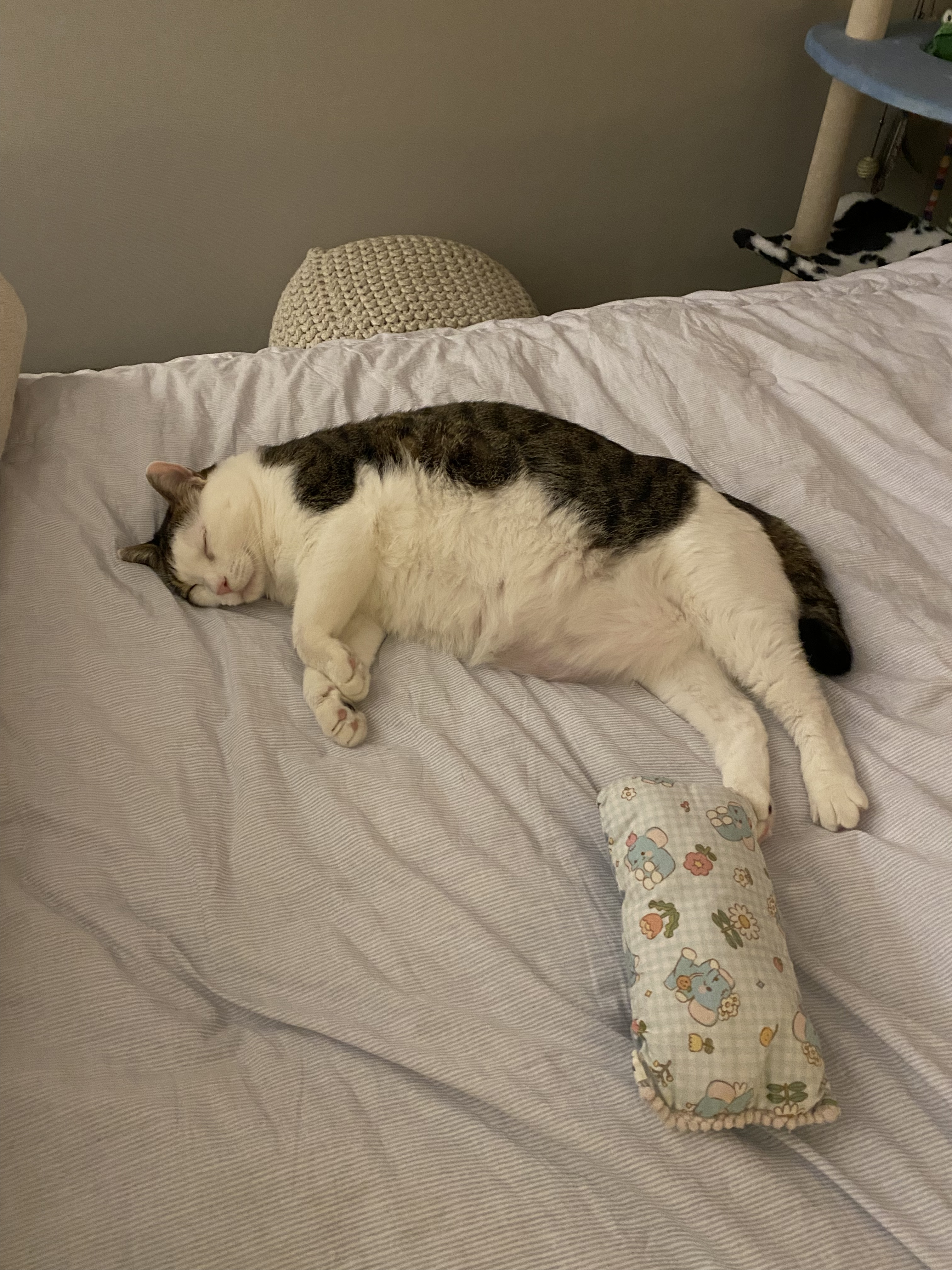 서창이의 입양일지4