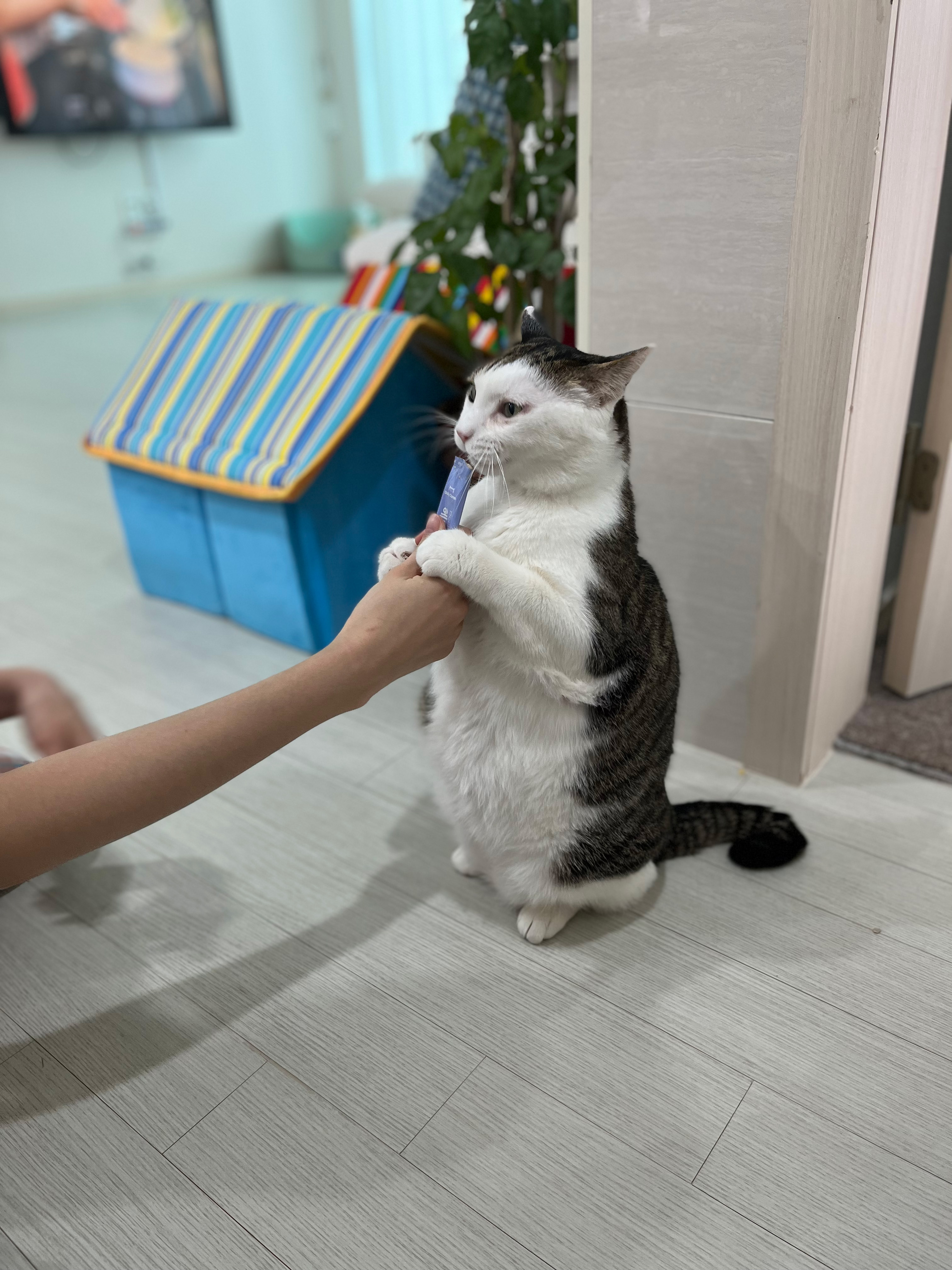 서창이의 입양일지4