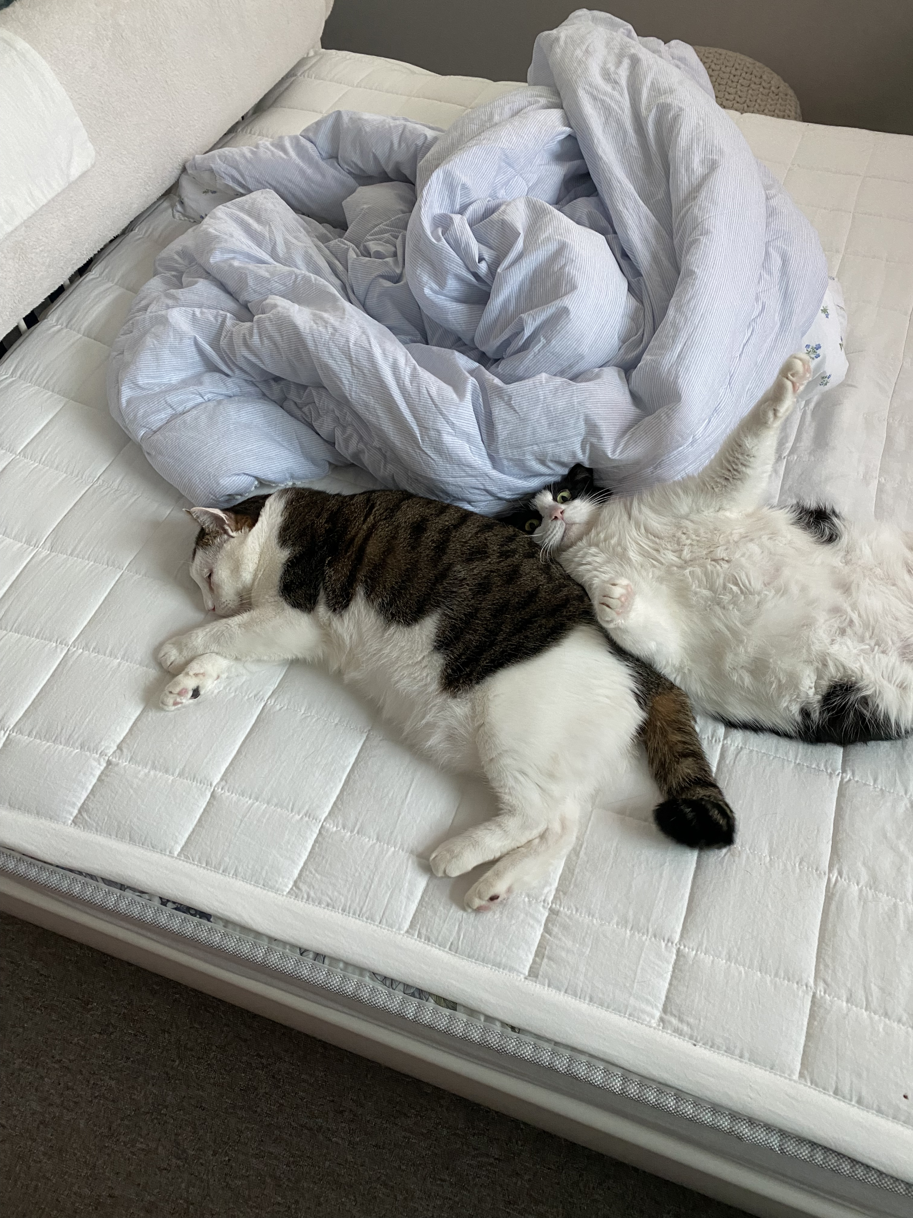 서창이의 입양일지4